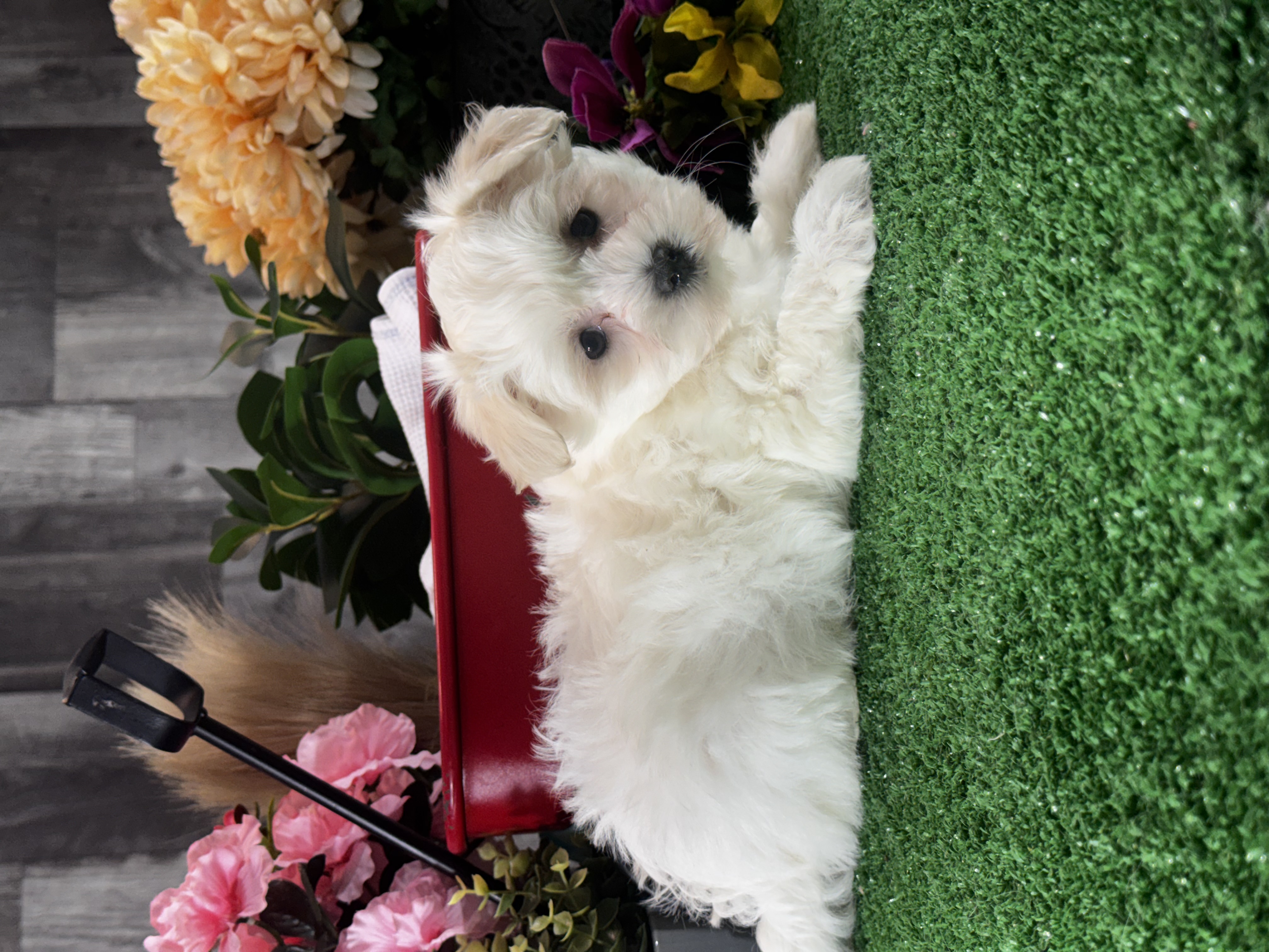 puppy, for, sale, Lhasa Apso - Mix, Curtis  Martin, dog, breeder, Seneca Falls, NY, dog-breeder, puppy-for-sale, forsale, nearby, find, puppyfind, locator, puppylocator, aca
