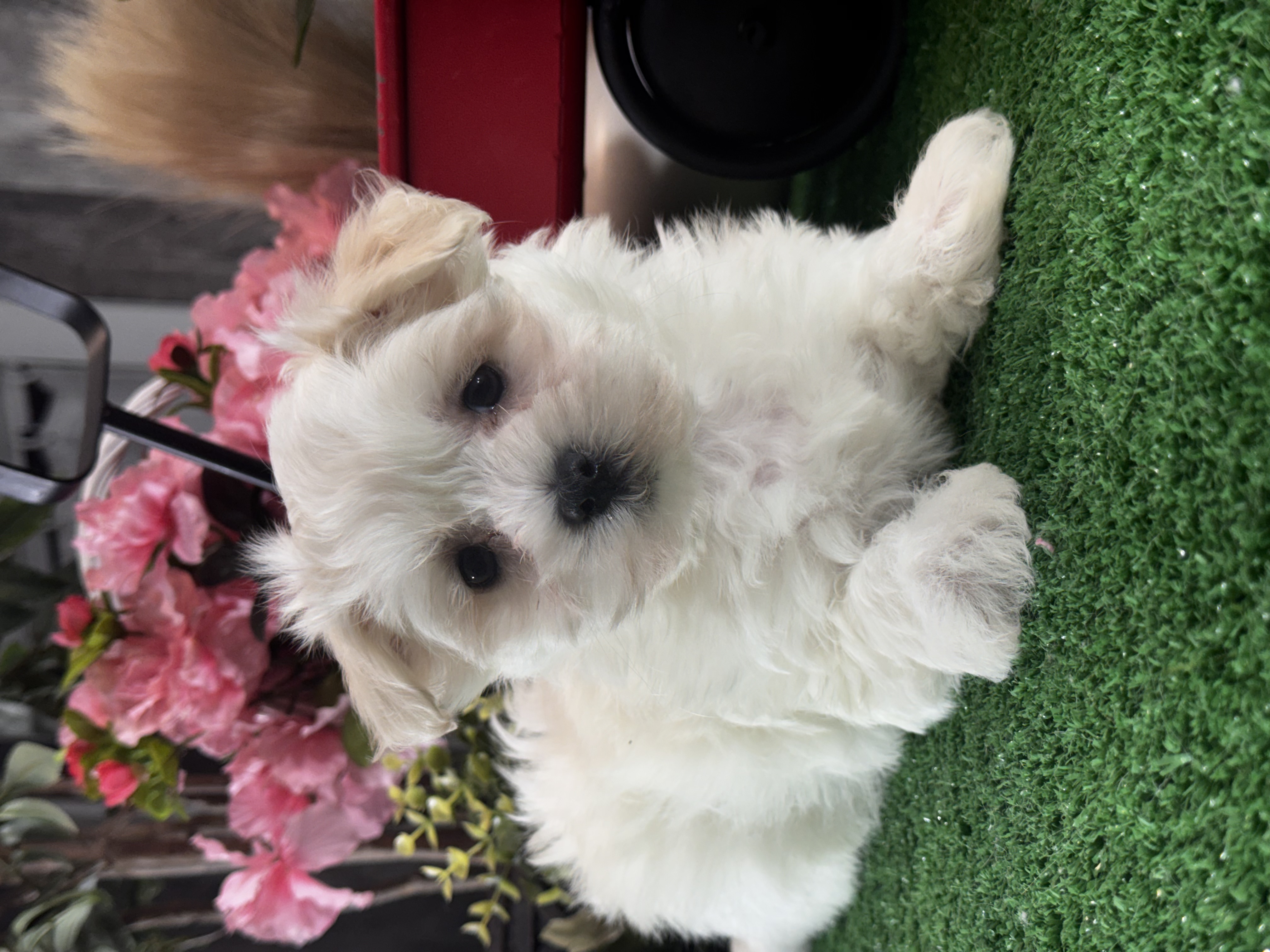 puppy, for, sale, Lhasa Apso - Mix, Curtis  Martin, dog, breeder, Seneca Falls, NY, dog-breeder, puppy-for-sale, forsale, nearby, find, puppyfind, locator, puppylocator, aca