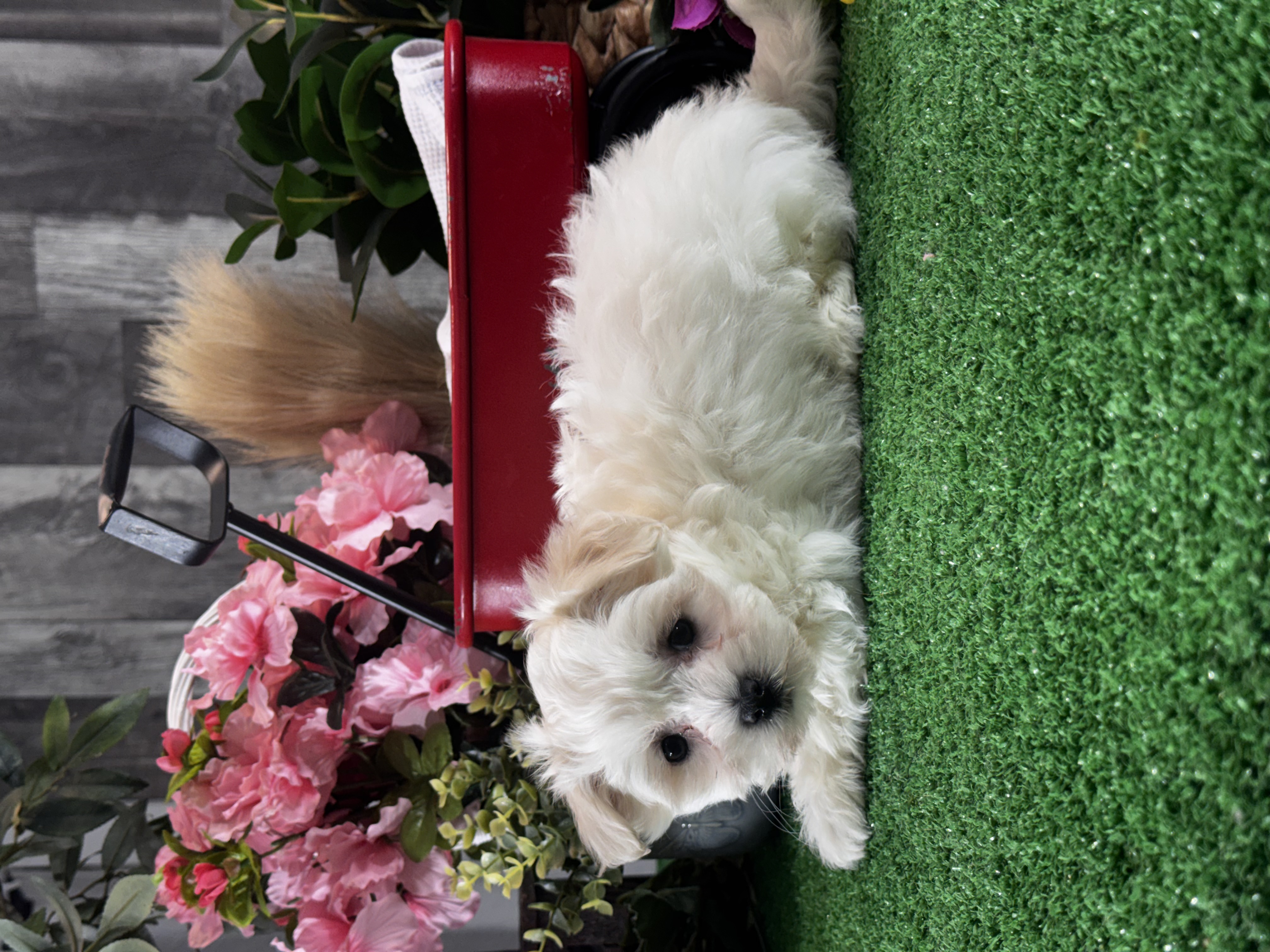 puppy, for, sale, Lhasa Apso - Mix, Curtis  Martin, dog, breeder, Seneca Falls, NY, dog-breeder, puppy-for-sale, forsale, nearby, find, puppyfind, locator, puppylocator, aca