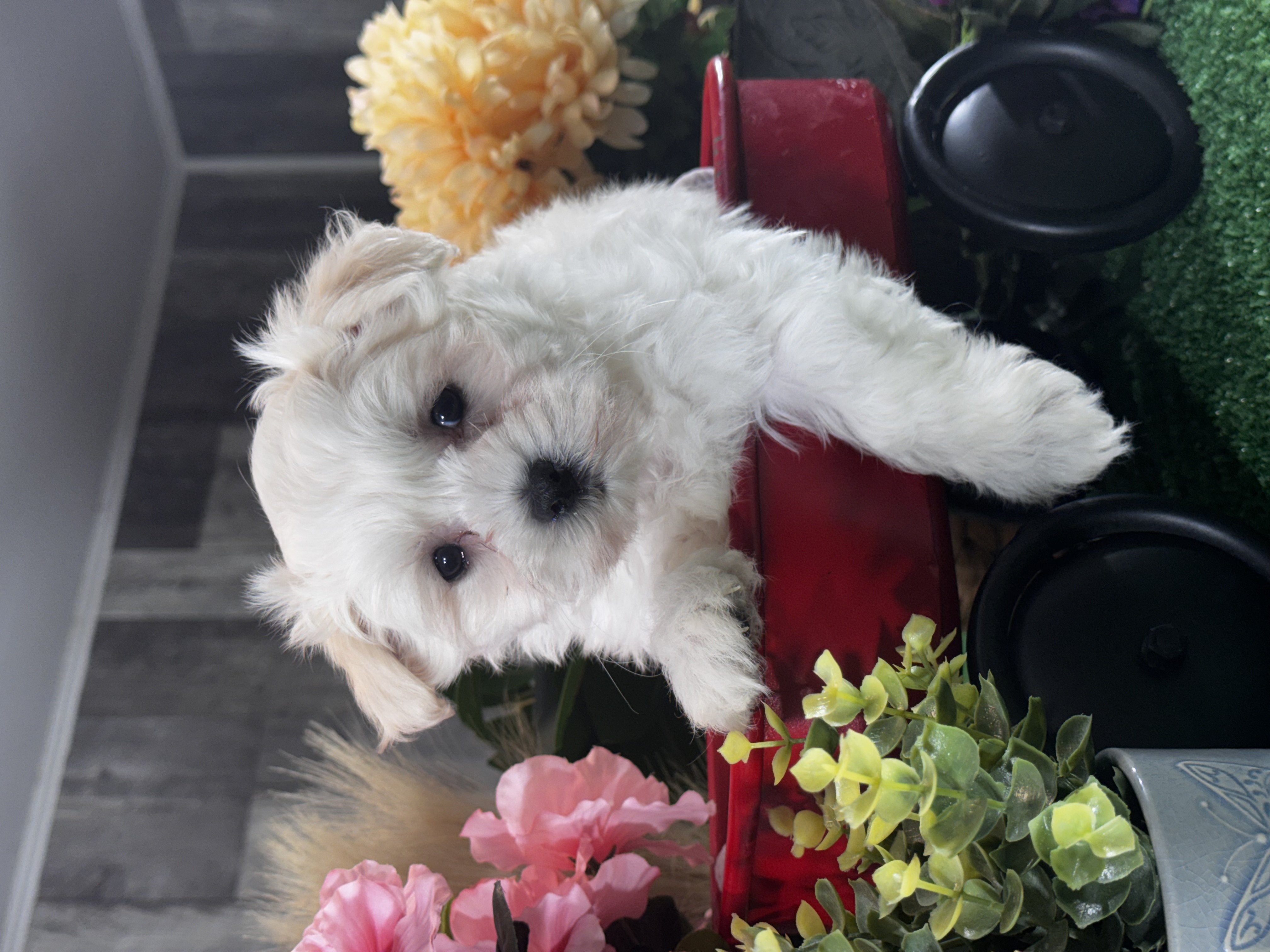 puppy, for, sale, Lhasa Apso - Mix, Curtis  Martin, dog, breeder, Seneca Falls, NY, dog-breeder, puppy-for-sale, forsale, nearby, find, puppyfind, locator, puppylocator, aca