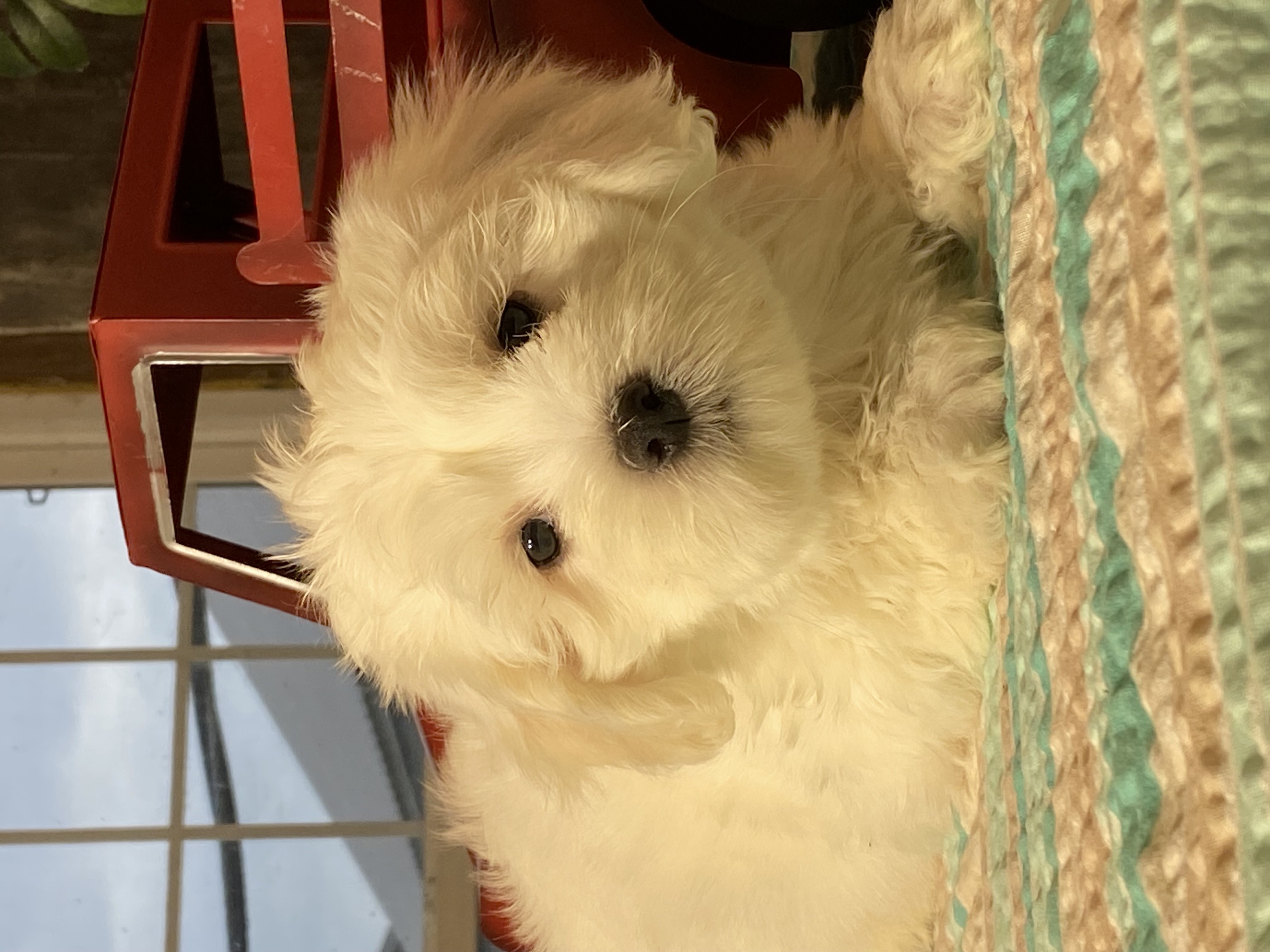 puppy, for, sale, Havanese/Coton de Tulear, Curtis  Martin, dog, breeder, Seneca Falls, NY, dog-breeder, puppy-for-sale, forsale, nearby, find, puppyfind, locator, puppylocator, aca