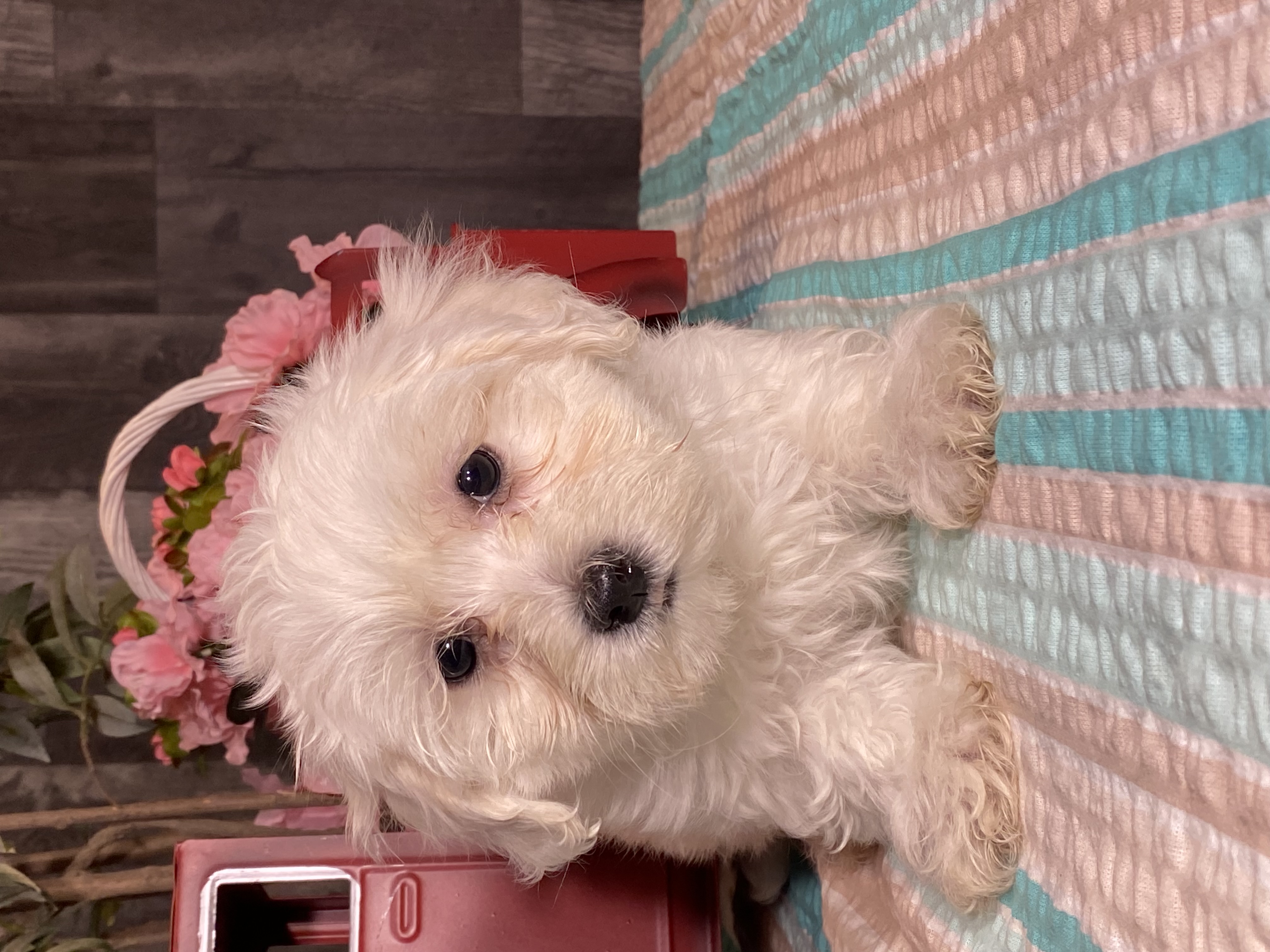 puppy, for, sale, Havanese/Coton de Tulear, Curtis  Martin, dog, breeder, Seneca Falls, NY, dog-breeder, puppy-for-sale, forsale, nearby, find, puppyfind, locator, puppylocator, aca
