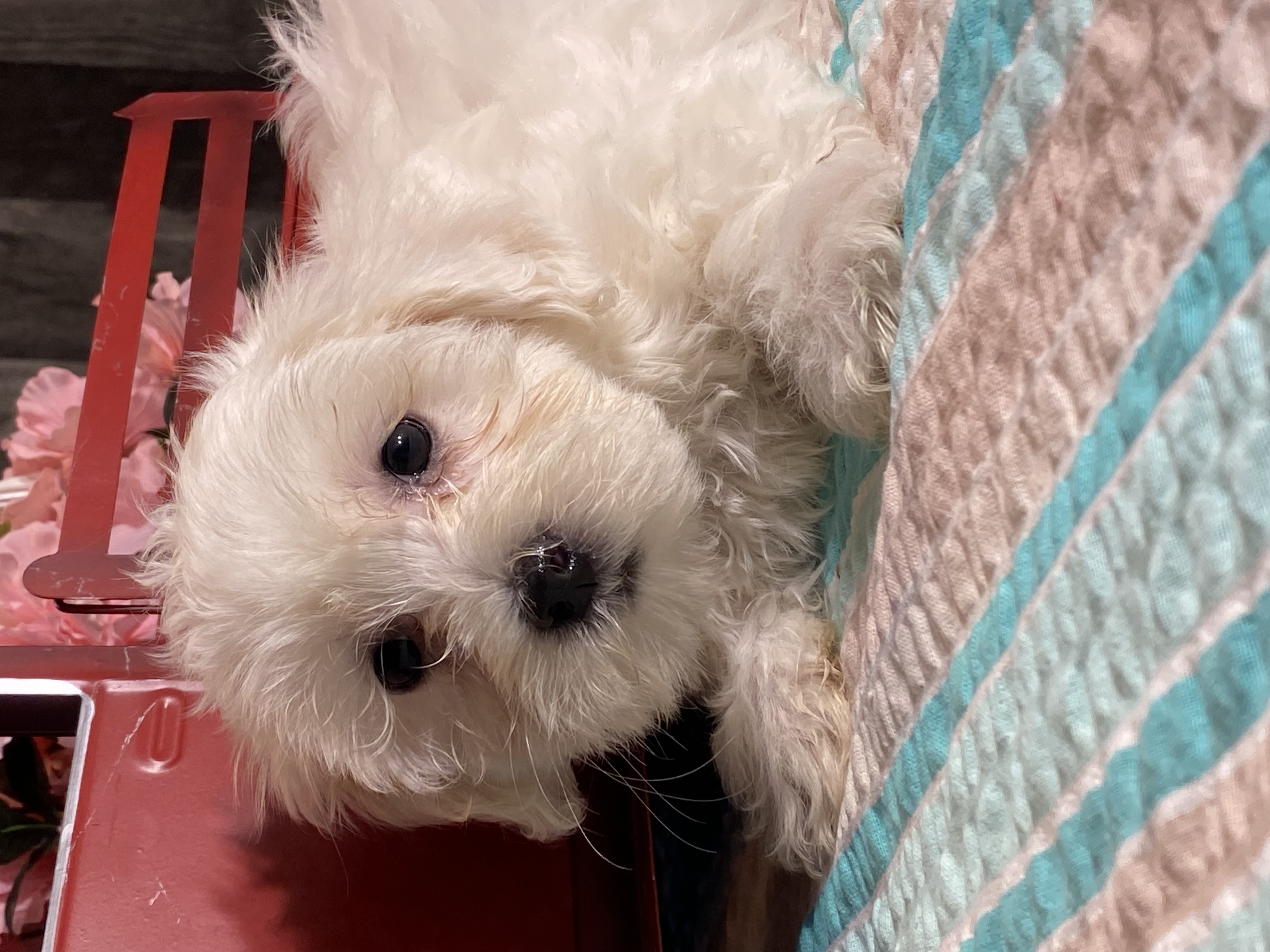 puppy, for, sale, Havanese/Coton de Tulear, Curtis  Martin, dog, breeder, Seneca Falls, NY, dog-breeder, puppy-for-sale, forsale, nearby, find, puppyfind, locator, puppylocator, aca