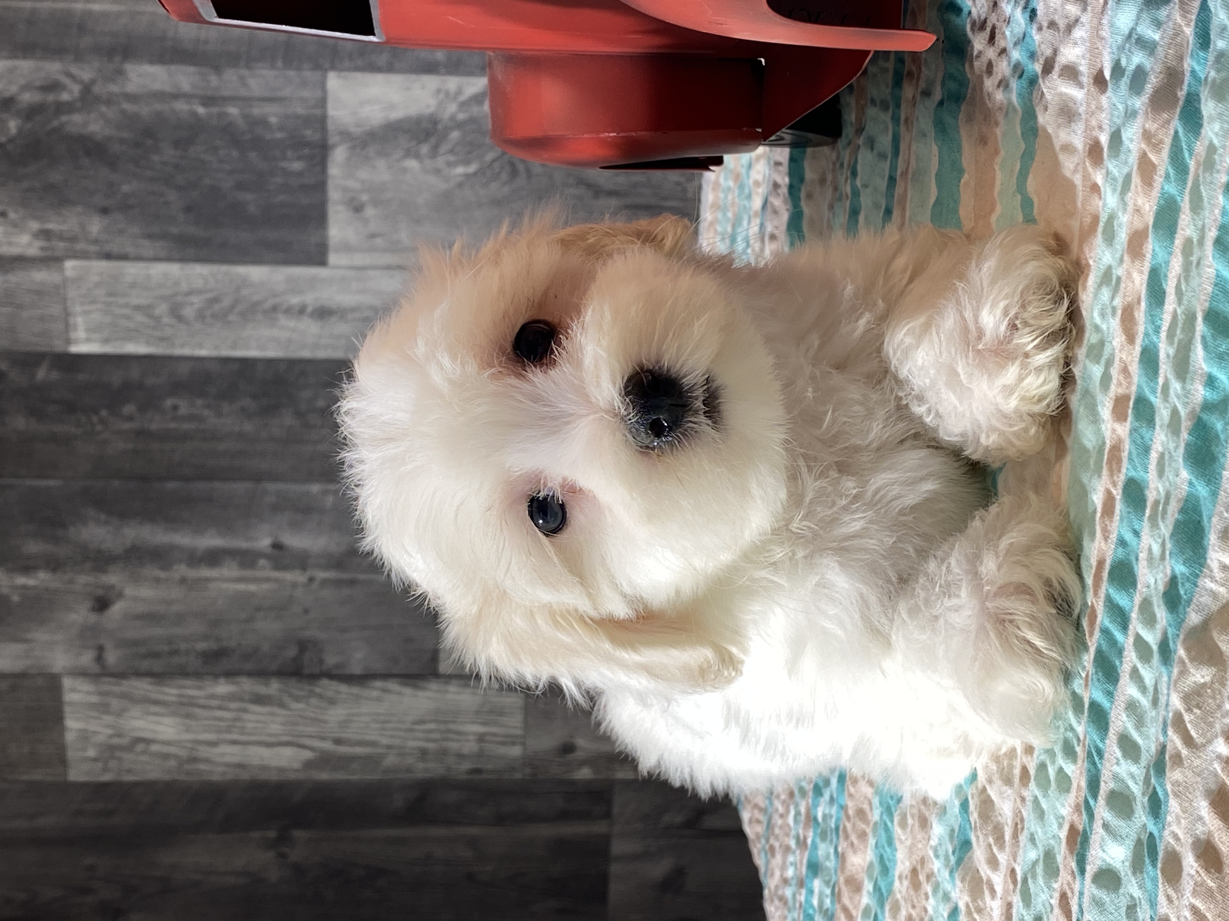 puppy, for, sale, Havanese/Coton de Tulear, Curtis  Martin, dog, breeder, Seneca Falls, NY, dog-breeder, puppy-for-sale, forsale, nearby, find, puppyfind, locator, puppylocator, aca