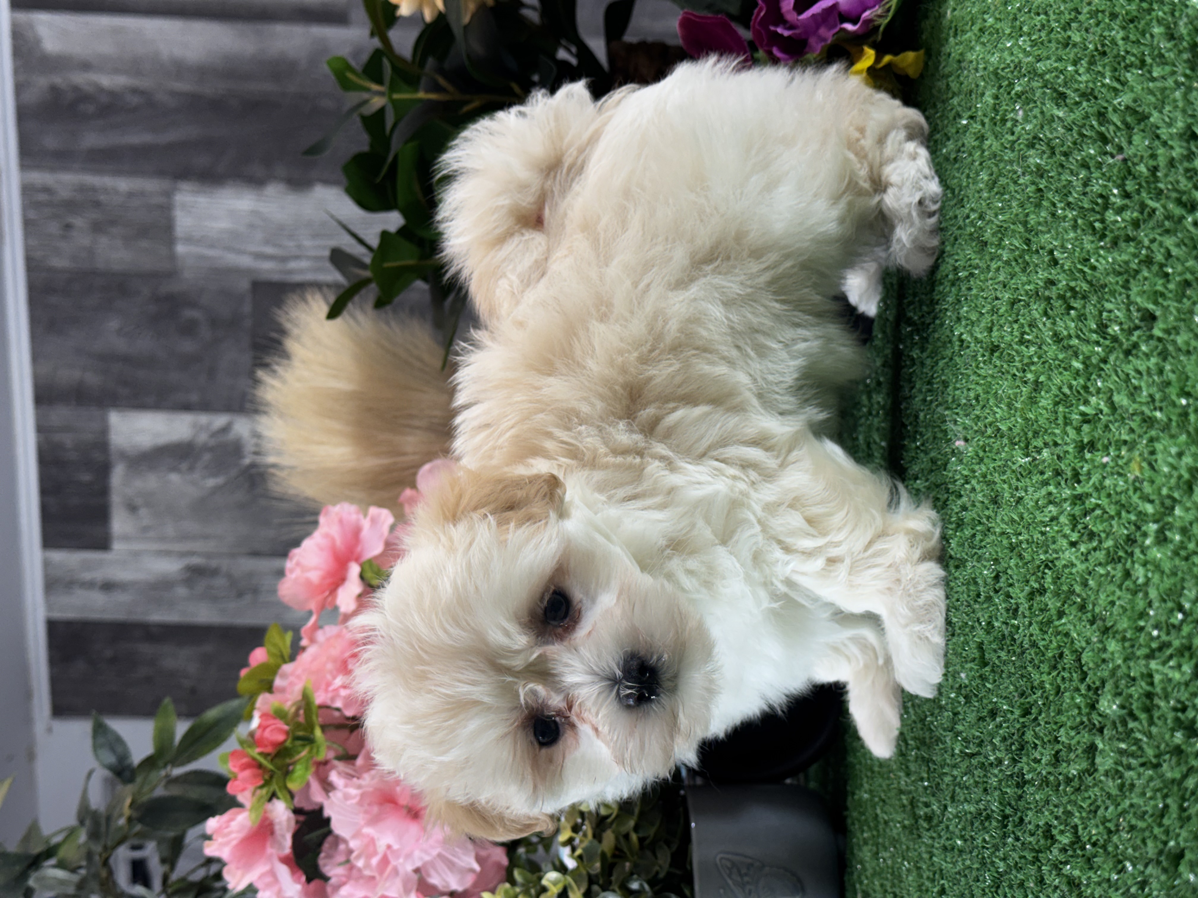 puppy, for, sale, Lhasa Apso - Mix, Curtis  Martin, dog, breeder, Seneca Falls, NY, dog-breeder, puppy-for-sale, forsale, nearby, find, puppyfind, locator, puppylocator, aca