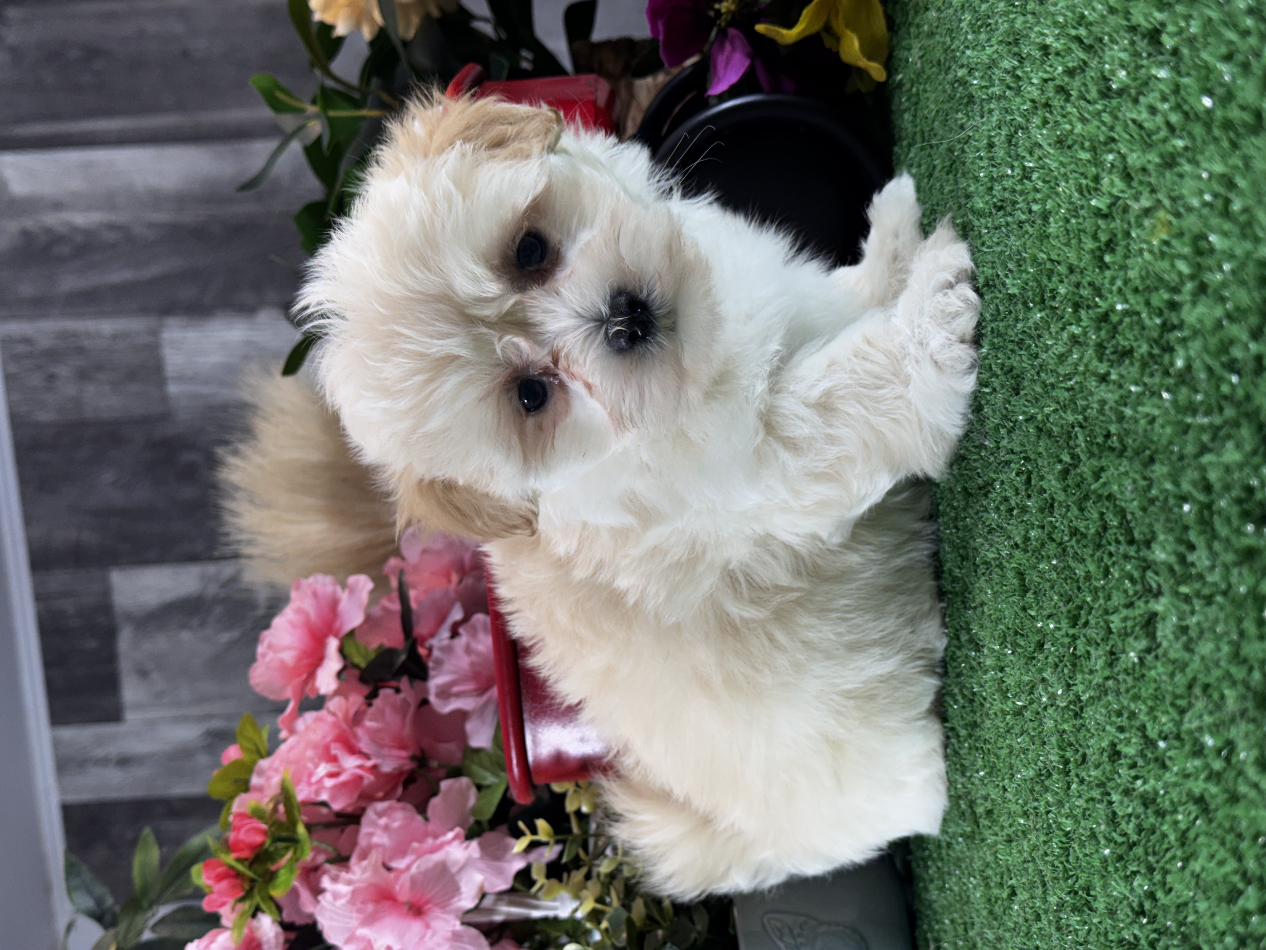 puppy, for, sale, Lhasa Apso - Mix, Curtis  Martin, dog, breeder, Seneca Falls, NY, dog-breeder, puppy-for-sale, forsale, nearby, find, puppyfind, locator, puppylocator, aca