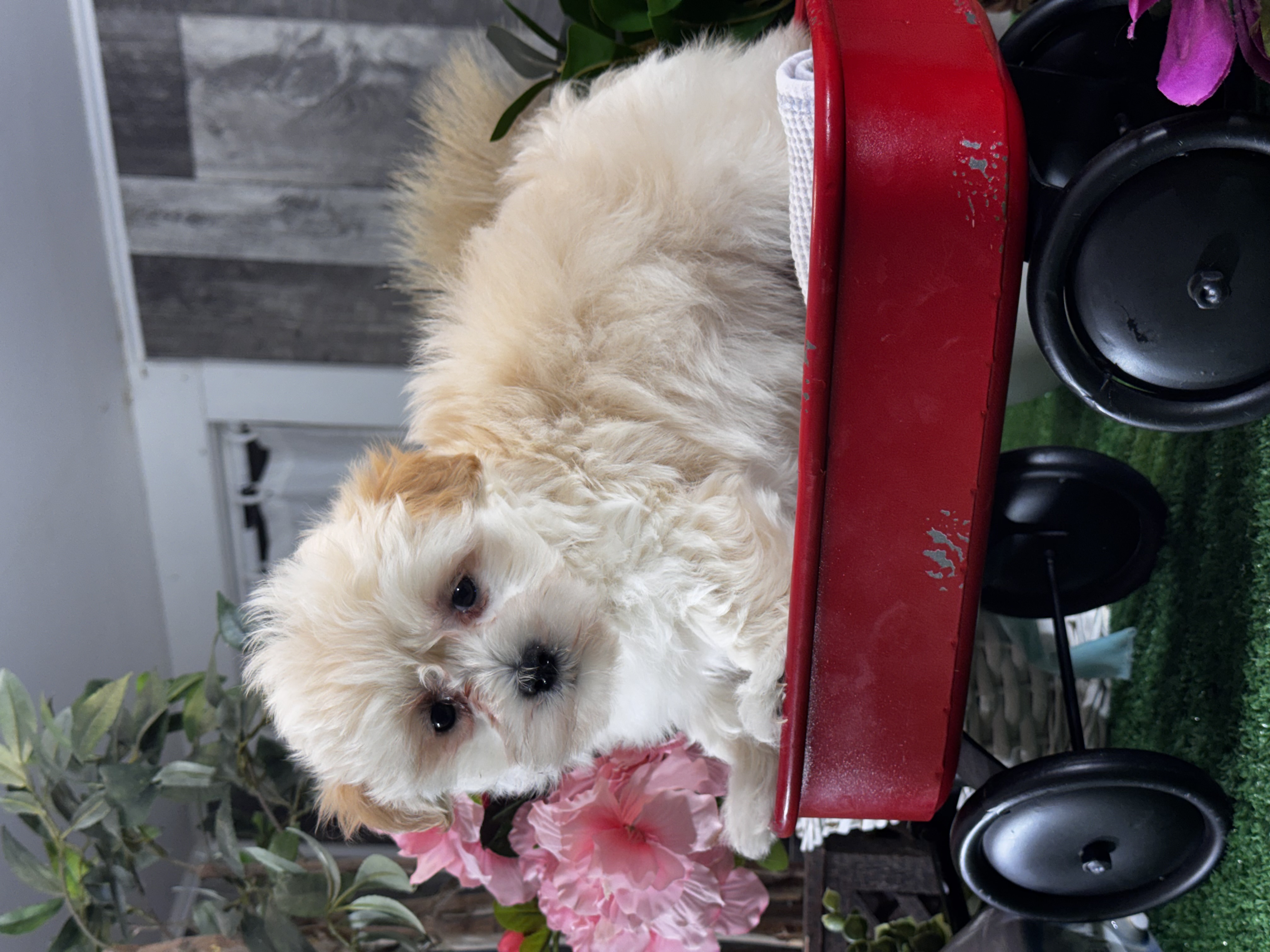 puppy, for, sale, Lhasa Apso - Mix, Curtis  Martin, dog, breeder, Seneca Falls, NY, dog-breeder, puppy-for-sale, forsale, nearby, find, puppyfind, locator, puppylocator, aca