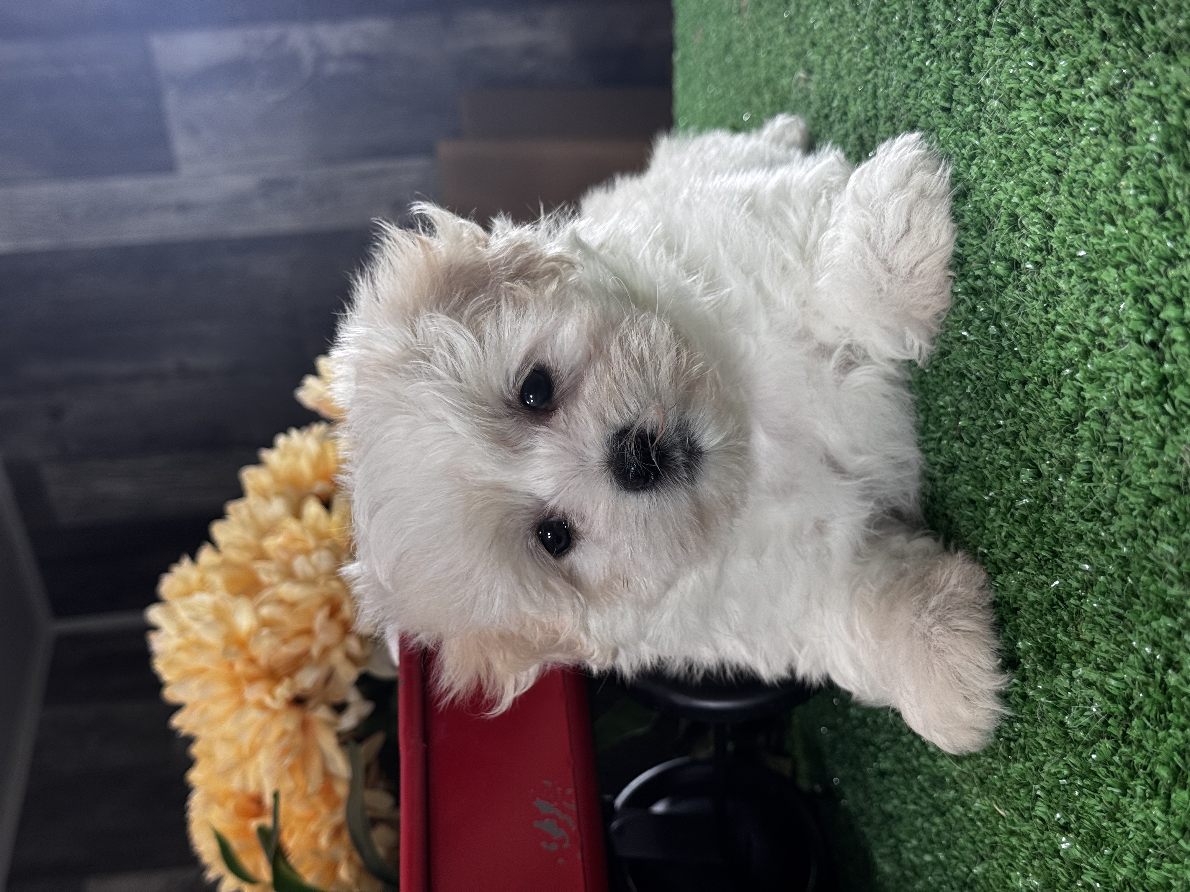 puppy, for, sale, Lhasa Apso - Mix, Curtis  Martin, dog, breeder, Seneca Falls, NY, dog-breeder, puppy-for-sale, forsale, nearby, find, puppyfind, locator, puppylocator, aca