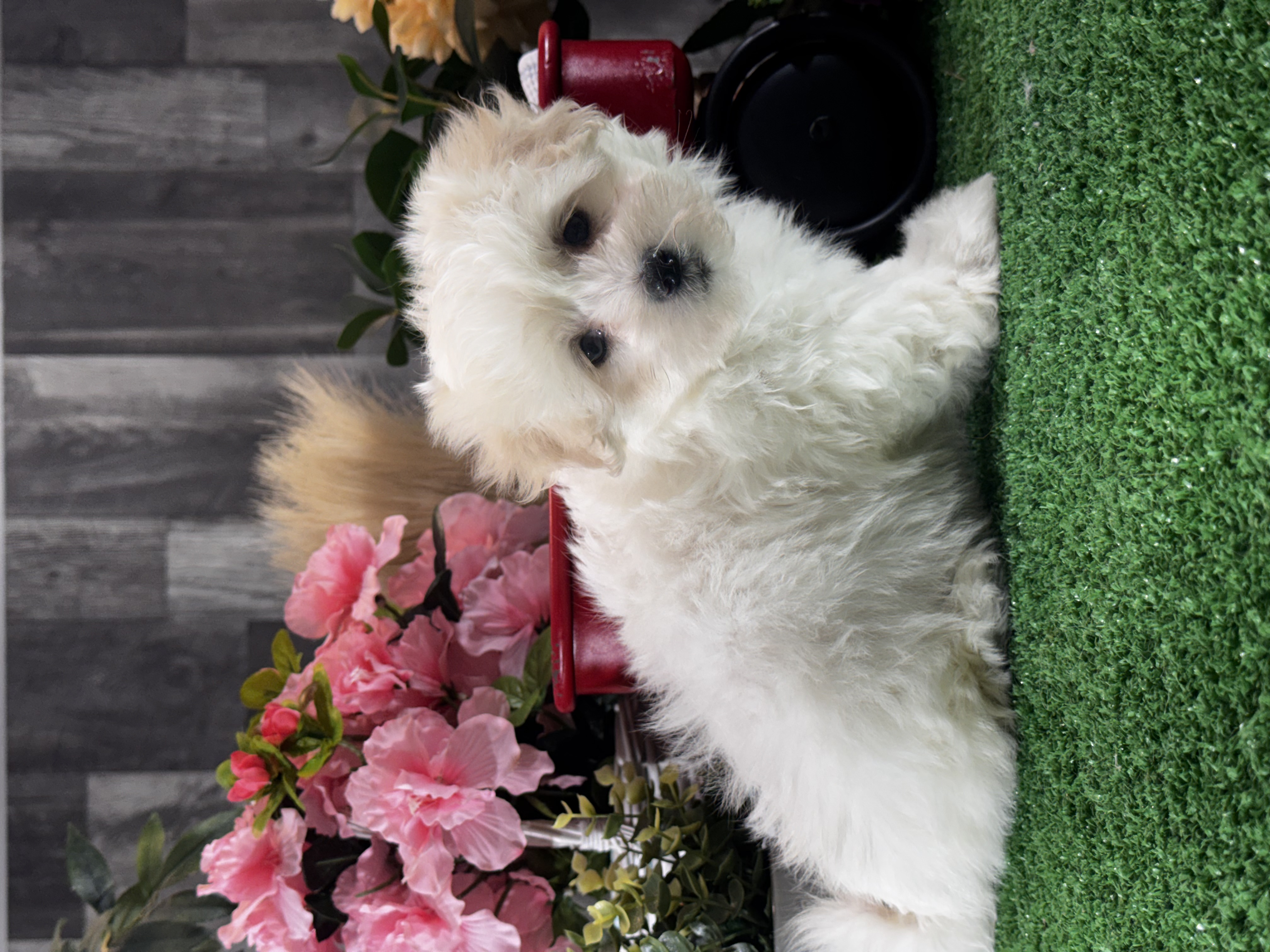 puppy, for, sale, Lhasa Apso - Mix, Curtis  Martin, dog, breeder, Seneca Falls, NY, dog-breeder, puppy-for-sale, forsale, nearby, find, puppyfind, locator, puppylocator, aca