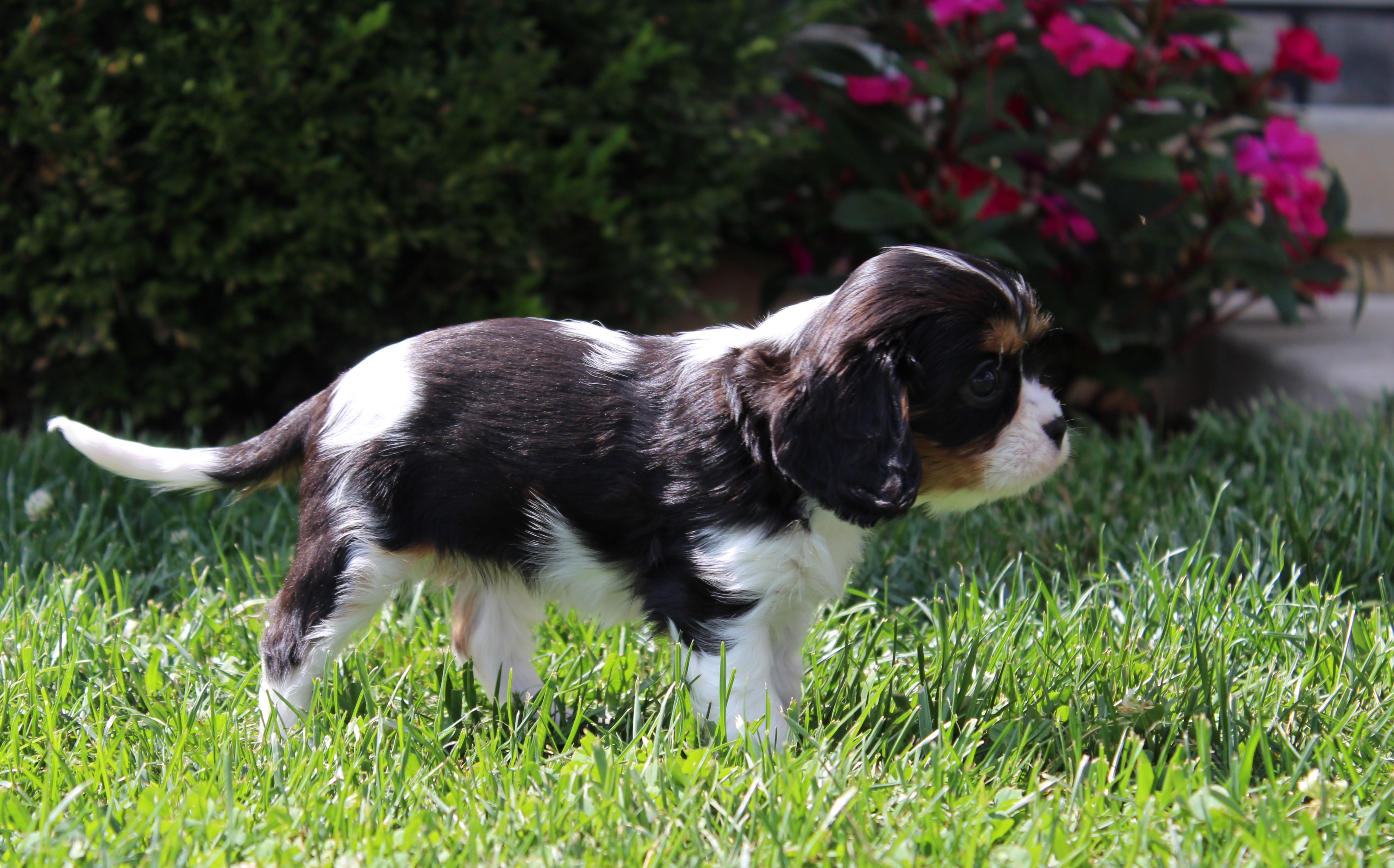 puppy, for, sale, Cavalier King Charles Spaniel,   Little Stream Estates LLC, dog, breeder, Lititz, PA, dog-breeder, puppy-for-sale, forsale, nearby, find, puppyfind, locator, puppylocator, aca