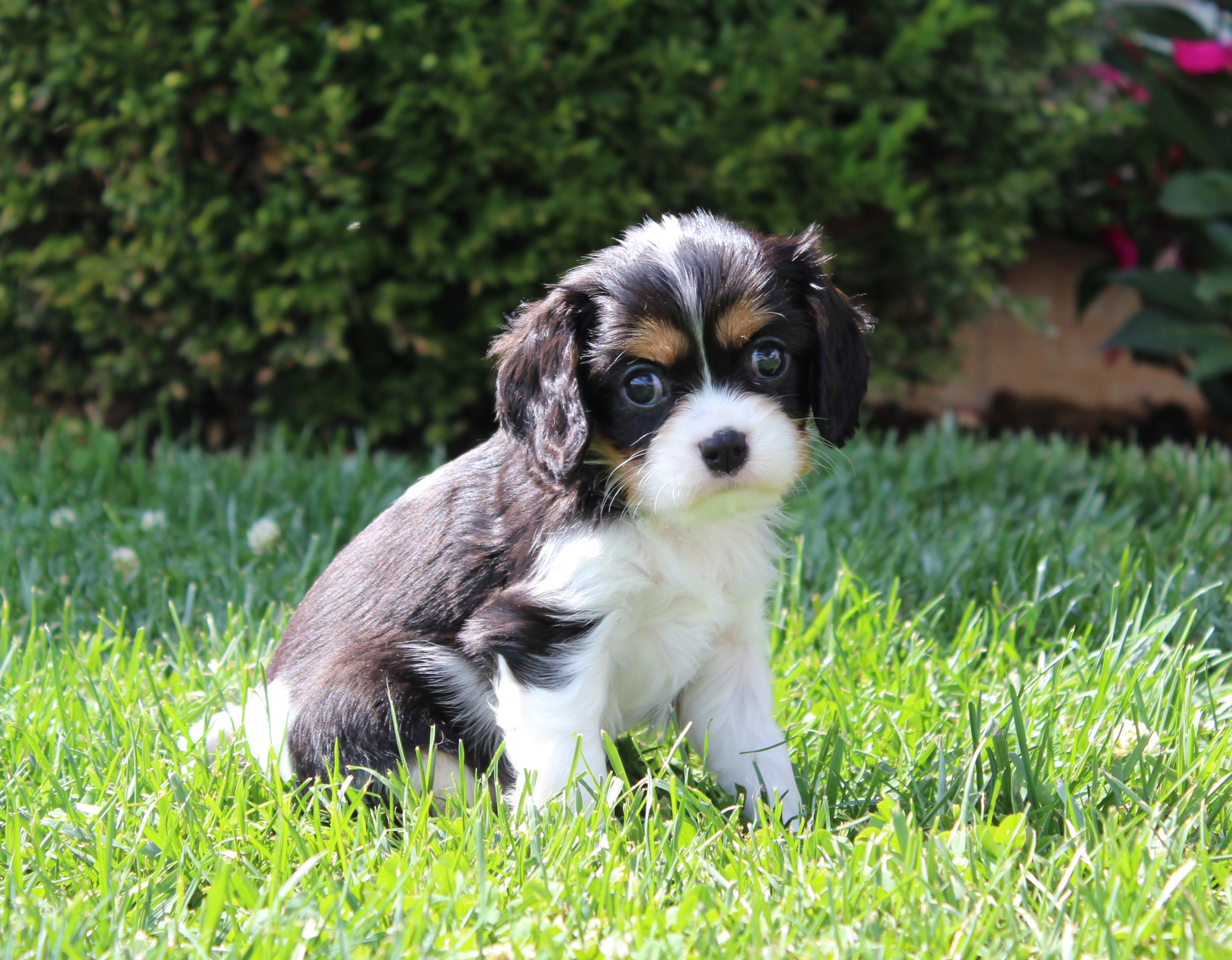puppy, for, sale, Cavalier King Charles Spaniel,   Little Stream Estates LLC, dog, breeder, Lititz, PA, dog-breeder, puppy-for-sale, forsale, nearby, find, puppyfind, locator, puppylocator, aca