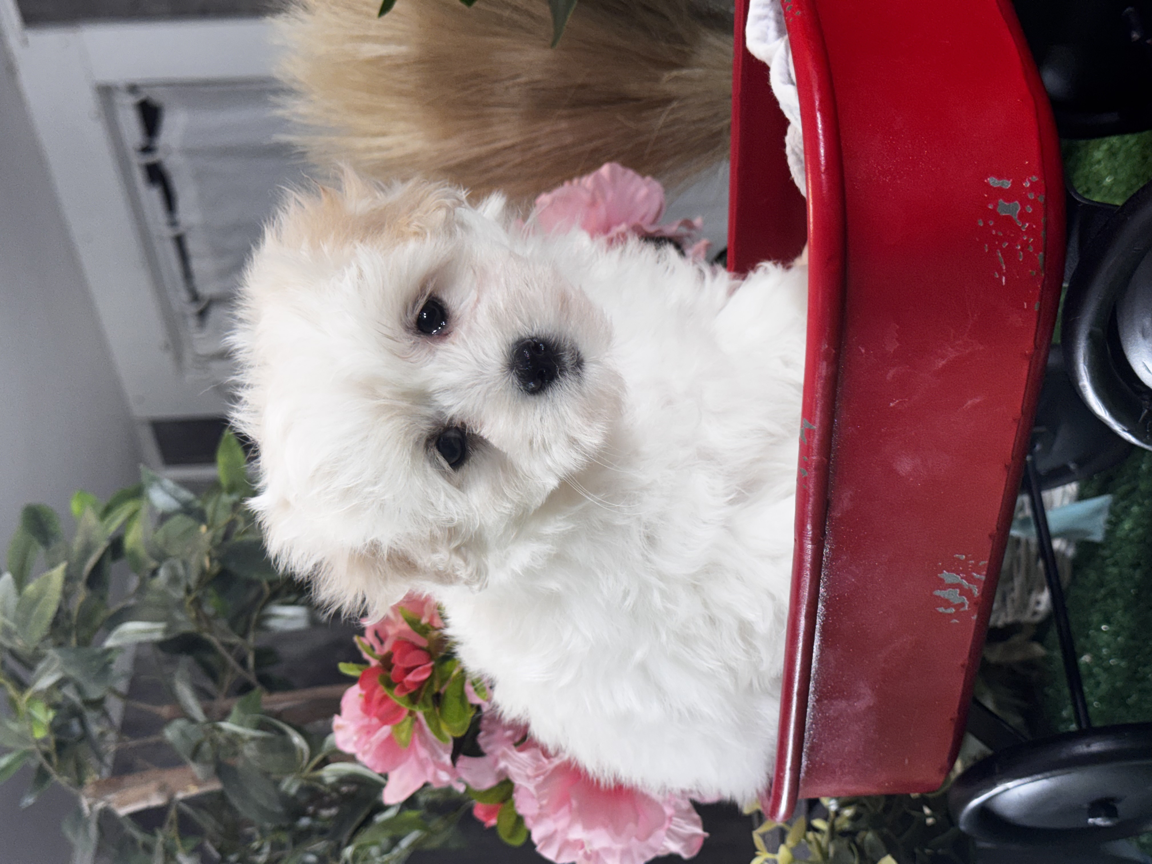 puppy, for, sale, Lhasa Apso - Mix, Curtis  Martin, dog, breeder, Seneca Falls, NY, dog-breeder, puppy-for-sale, forsale, nearby, find, puppyfind, locator, puppylocator, aca
