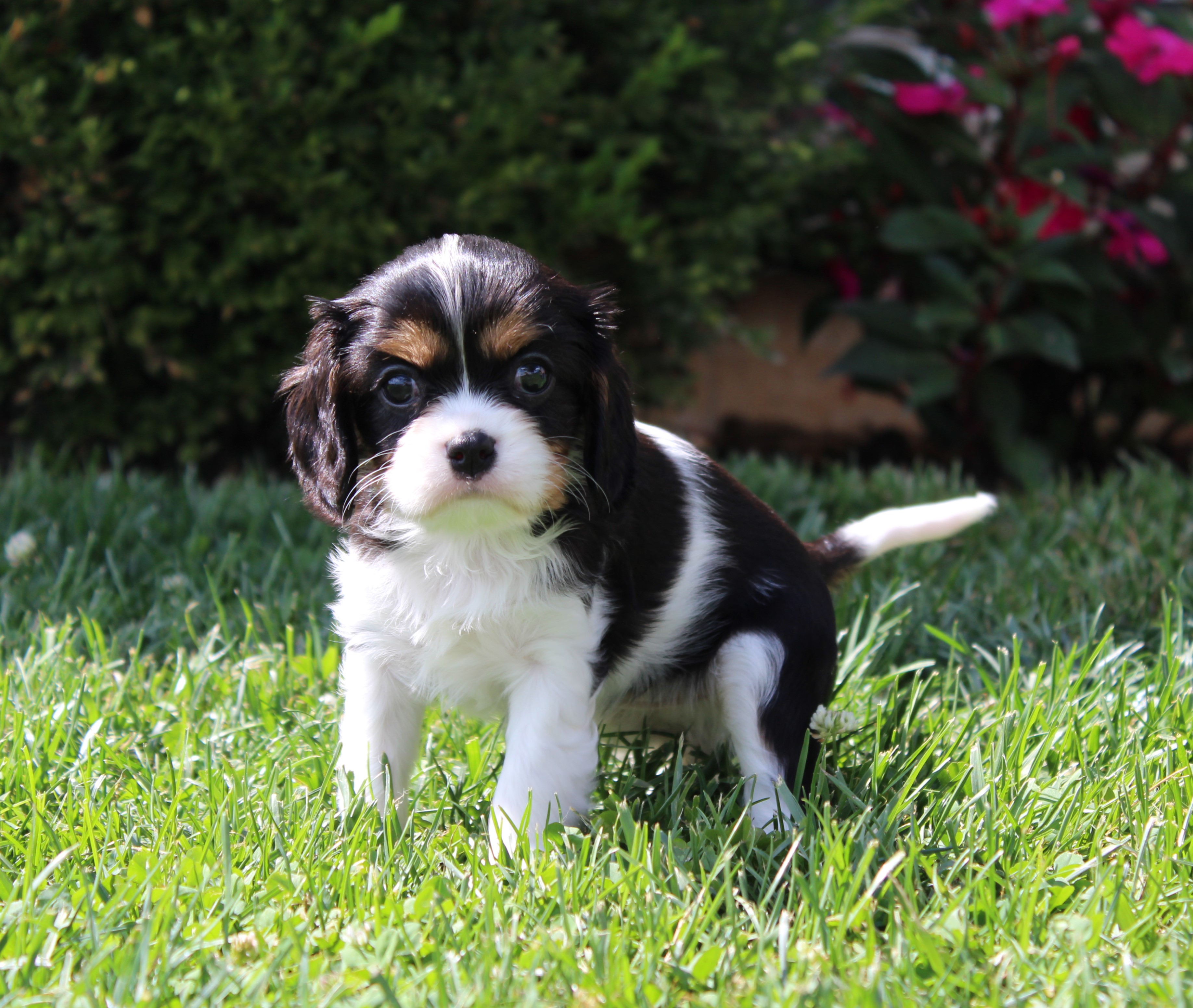puppy, for, sale, Cavalier King Charles Spaniel,   Little Stream Estates LLC, dog, breeder, Lititz, PA, dog-breeder, puppy-for-sale, forsale, nearby, find, puppyfind, locator, puppylocator, aca