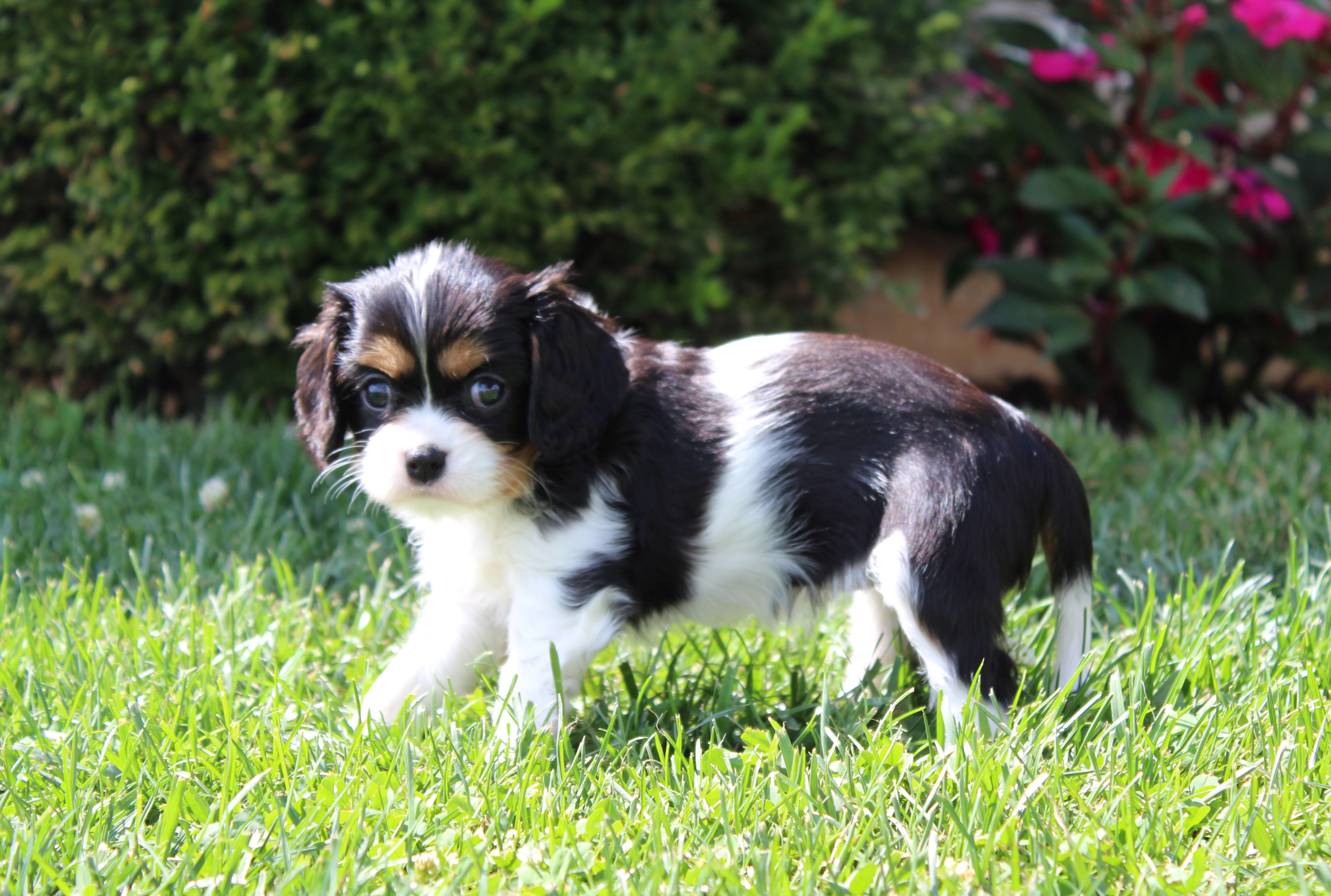 puppy, for, sale, Cavalier King Charles Spaniel,   Little Stream Estates LLC, dog, breeder, Lititz, PA, dog-breeder, puppy-for-sale, forsale, nearby, find, puppyfind, locator, puppylocator, aca