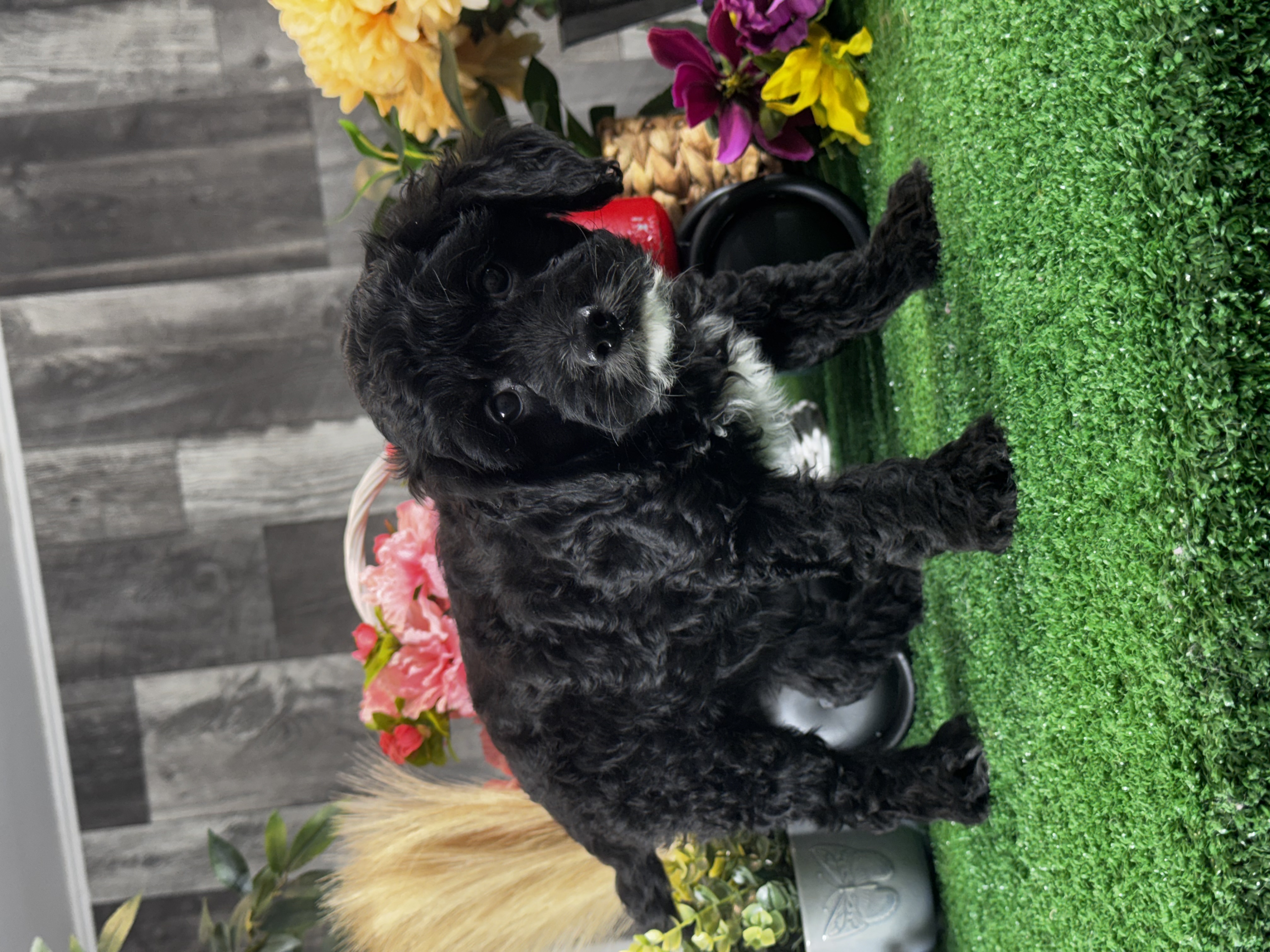 puppy, for, sale, Cava Poo, Curtis  Martin, dog, breeder, Seneca Falls, NY, dog-breeder, puppy-for-sale, forsale, nearby, find, puppyfind, locator, puppylocator, aca