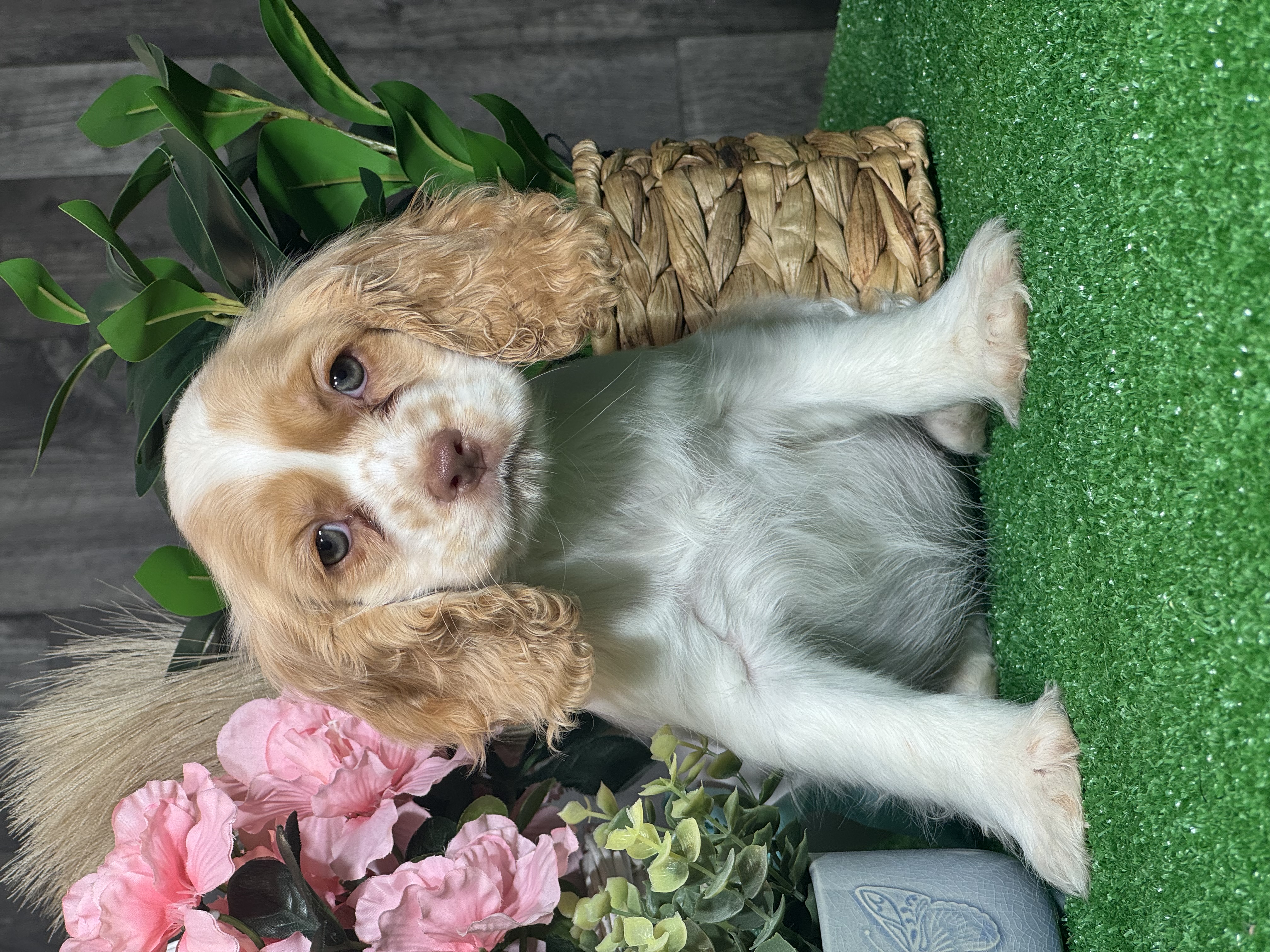 puppy, for, sale, Cocker Spaniel, Curtis  Martin, dog, breeder, Seneca Falls, NY, dog-breeder, puppy-for-sale, forsale, nearby, find, puppyfind, locator, puppylocator, aca