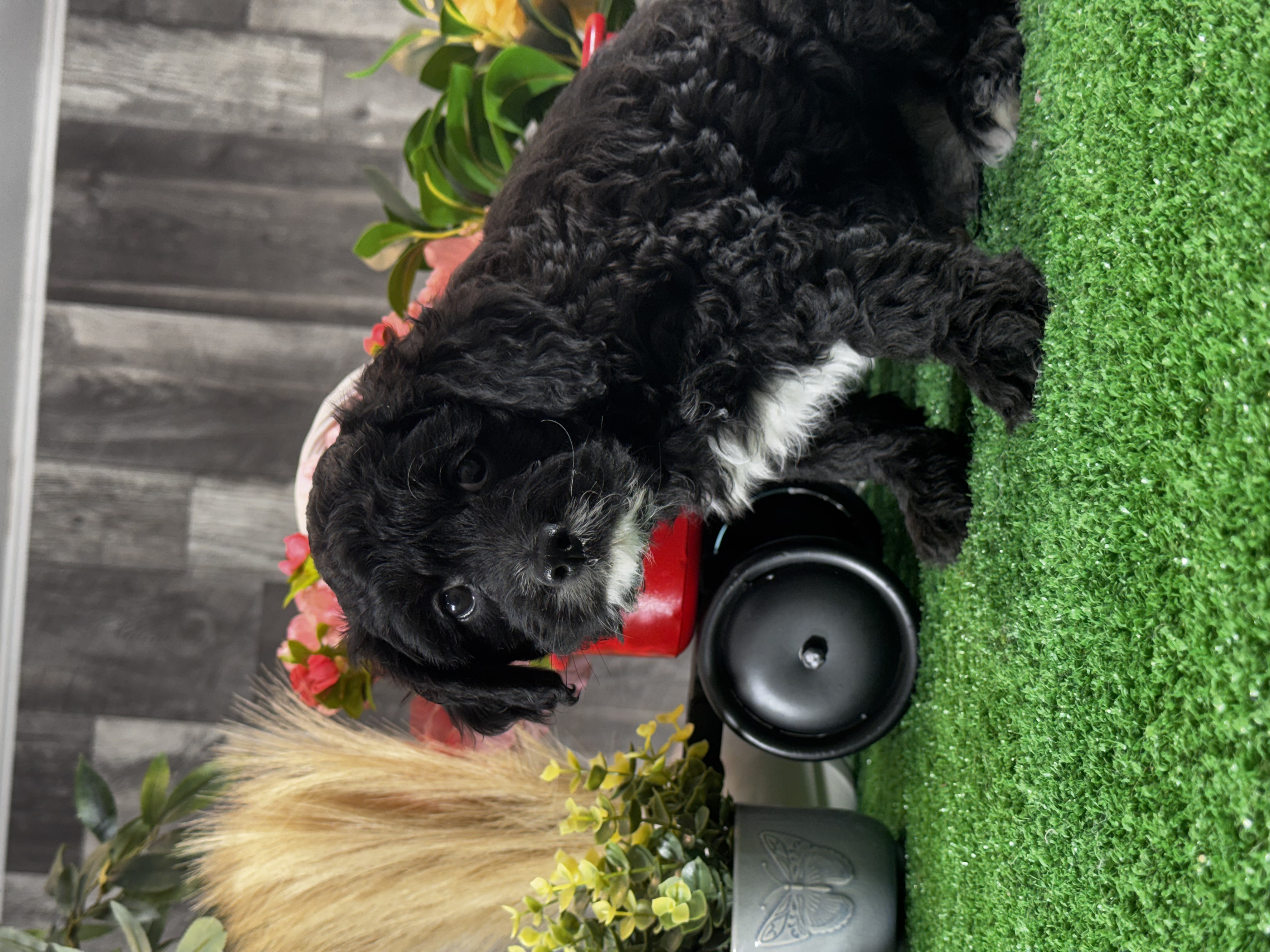 puppy, for, sale, Cava Poo, Curtis  Martin, dog, breeder, Seneca Falls, NY, dog-breeder, puppy-for-sale, forsale, nearby, find, puppyfind, locator, puppylocator, aca