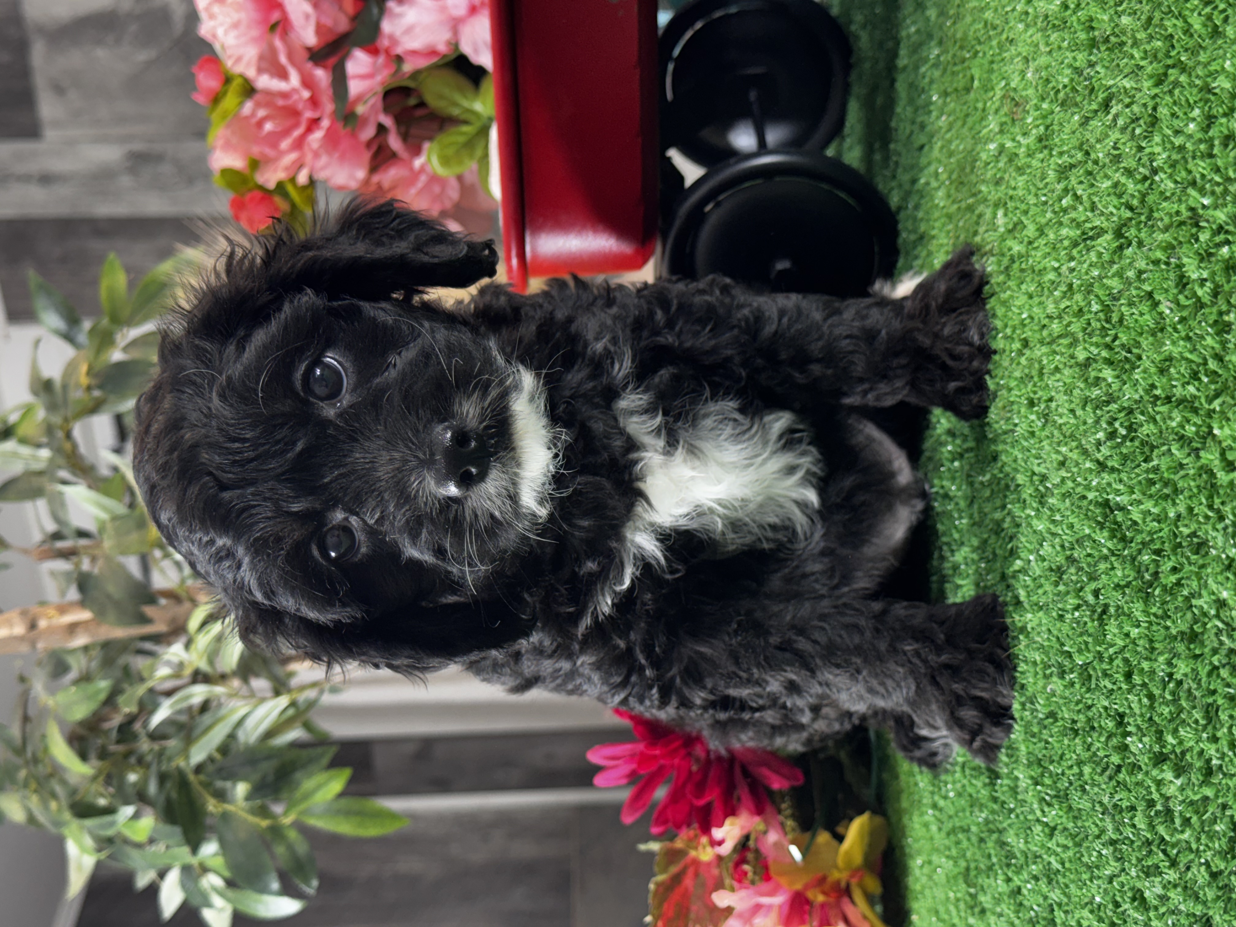 puppy, for, sale, Cava Poo, Curtis  Martin, dog, breeder, Seneca Falls, NY, dog-breeder, puppy-for-sale, forsale, nearby, find, puppyfind, locator, puppylocator, aca