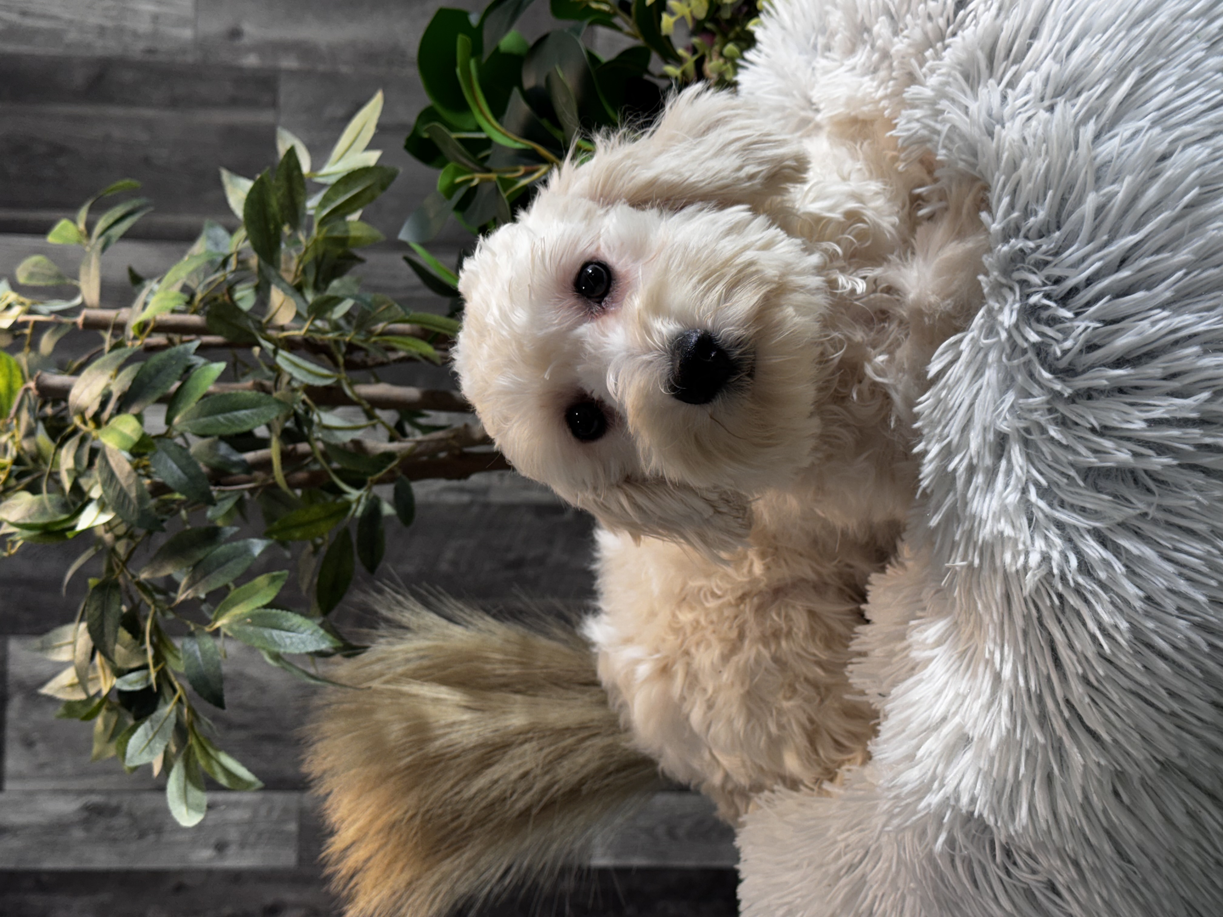 puppy, for, sale, Coton de Tulear, Curtis  Martin, dog, breeder, Seneca Falls, NY, dog-breeder, puppy-for-sale, forsale, nearby, find, puppyfind, locator, puppylocator, aca