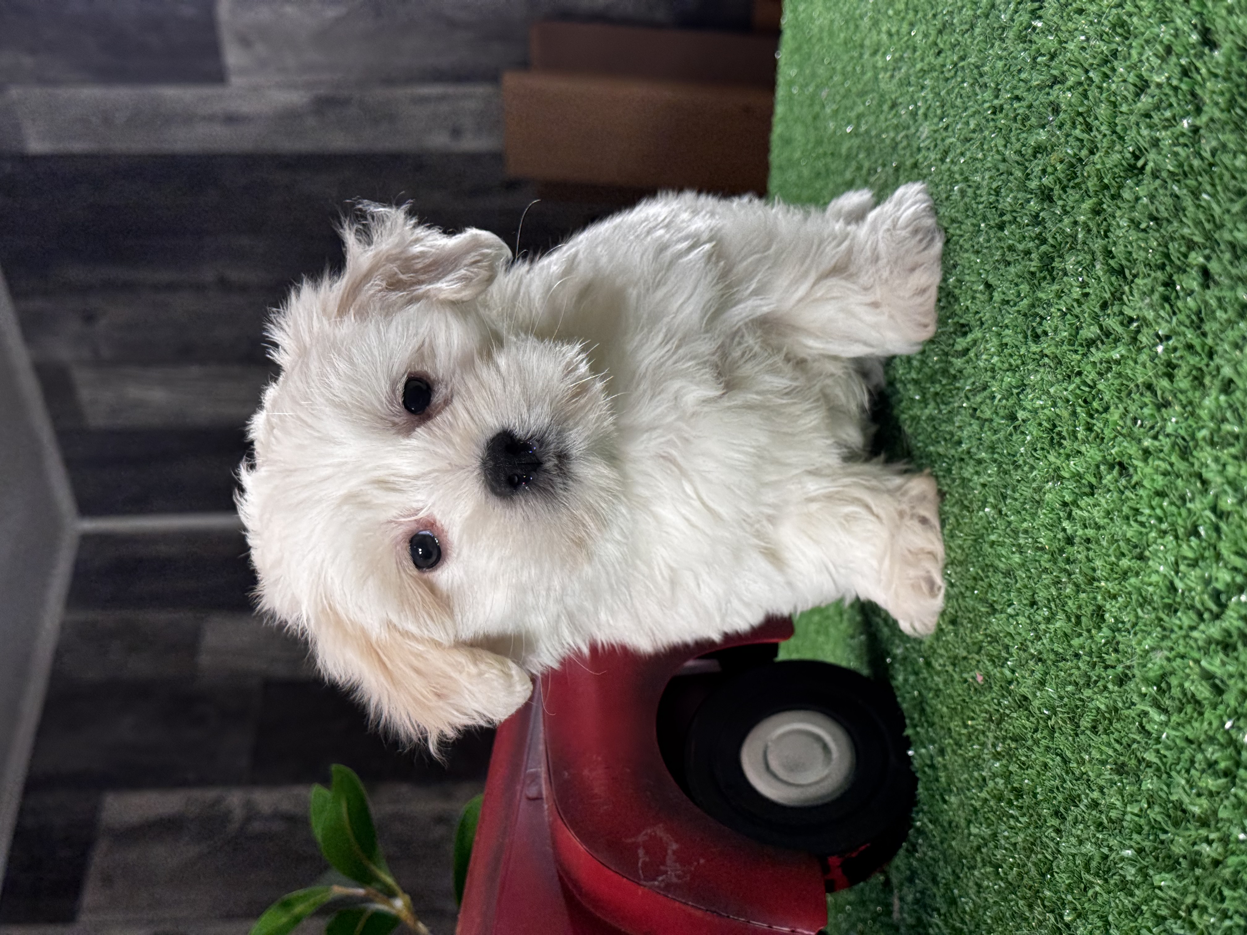 puppy, for, sale, Coton de Tulear, Curtis  Martin, dog, breeder, Seneca Falls, NY, dog-breeder, puppy-for-sale, forsale, nearby, find, puppyfind, locator, puppylocator, aca