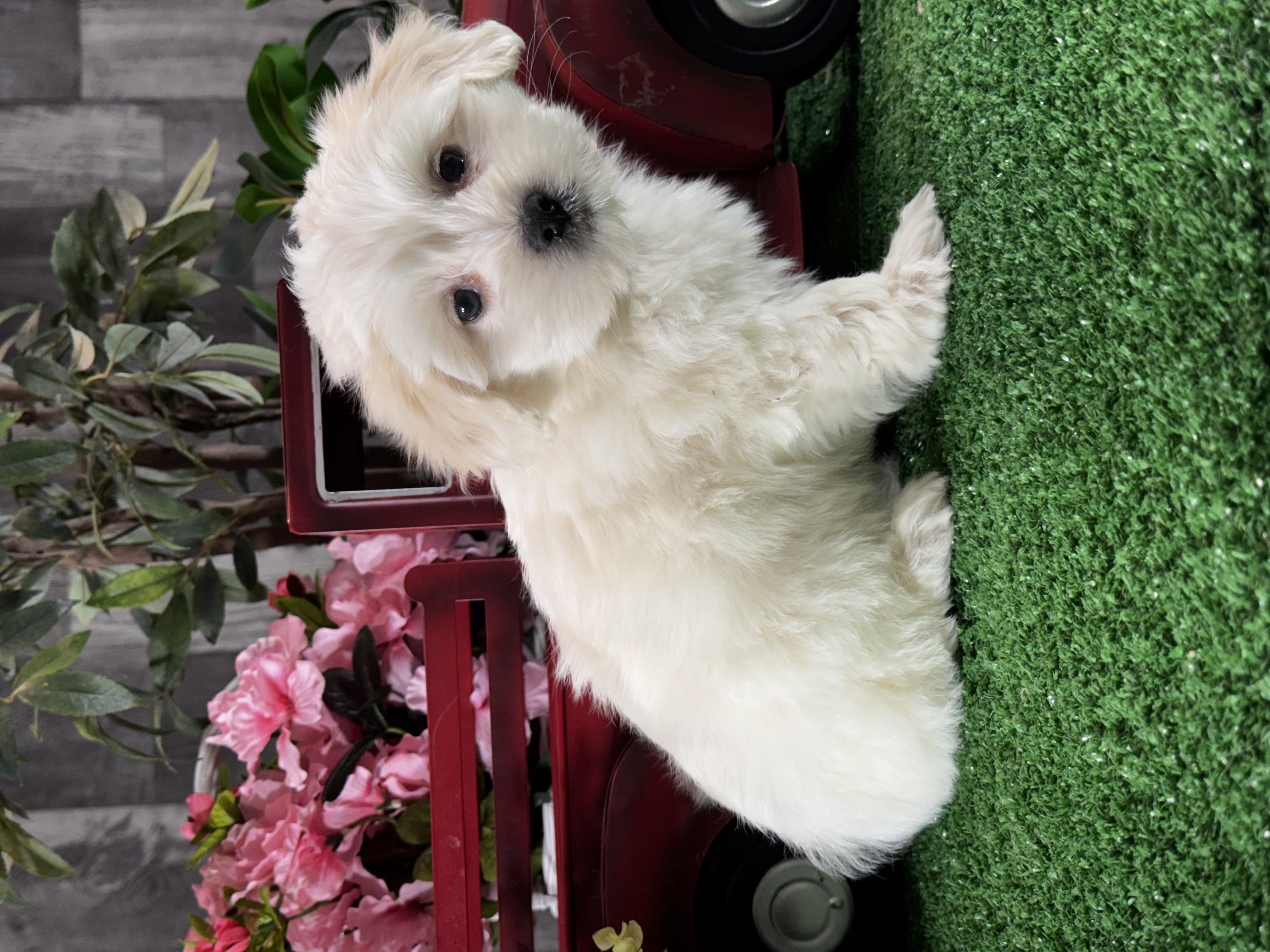 puppy, for, sale, Coton de Tulear, Curtis  Martin, dog, breeder, Seneca Falls, NY, dog-breeder, puppy-for-sale, forsale, nearby, find, puppyfind, locator, puppylocator, aca