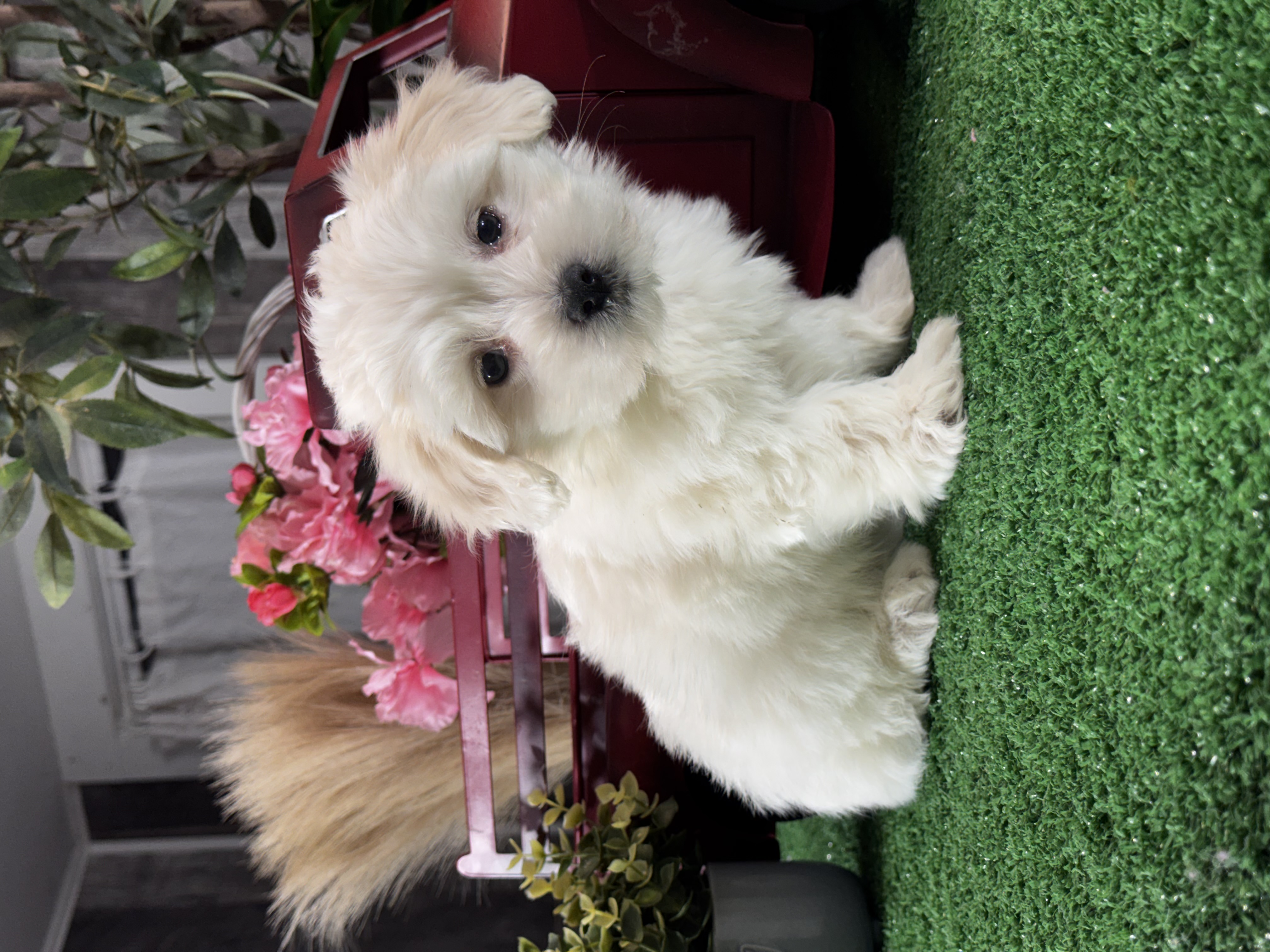 puppy, for, sale, Coton de Tulear, Curtis  Martin, dog, breeder, Seneca Falls, NY, dog-breeder, puppy-for-sale, forsale, nearby, find, puppyfind, locator, puppylocator, aca