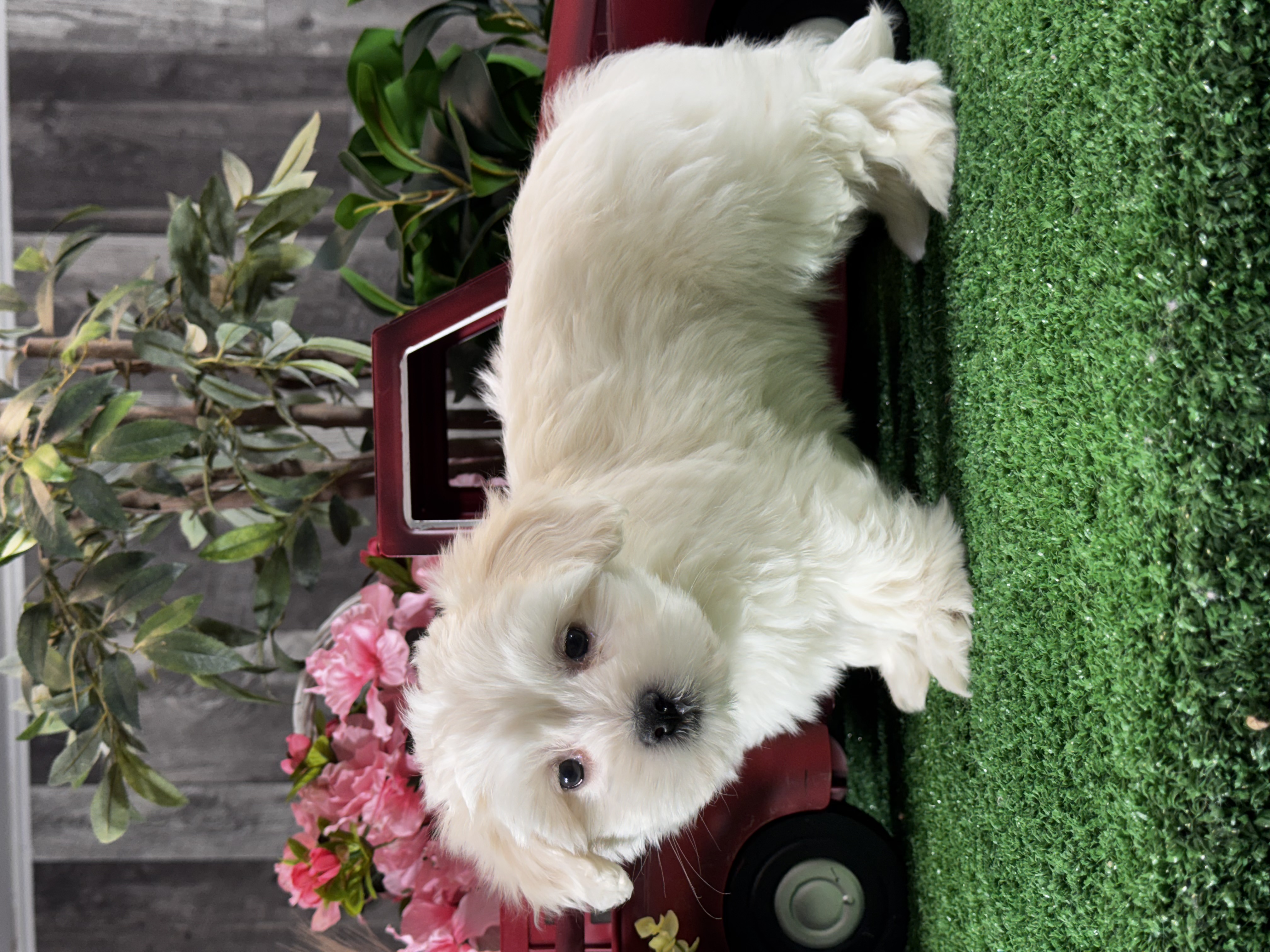 puppy, for, sale, Coton de Tulear, Curtis  Martin, dog, breeder, Seneca Falls, NY, dog-breeder, puppy-for-sale, forsale, nearby, find, puppyfind, locator, puppylocator, aca
