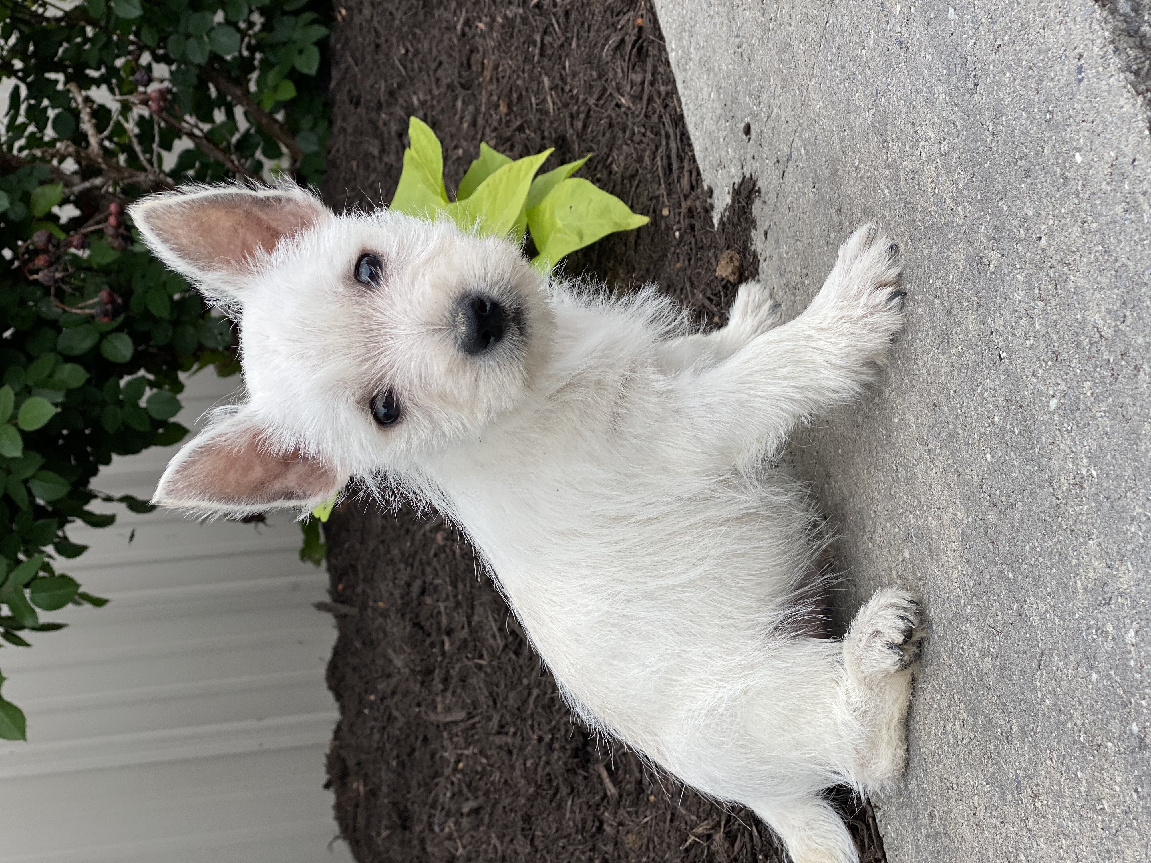 puppy, for, sale, West Highland White Terrier, Curtis  Martin, dog, breeder, Seneca Falls, NY, dog-breeder, puppy-for-sale, forsale, nearby, find, puppyfind, locator, puppylocator, aca
