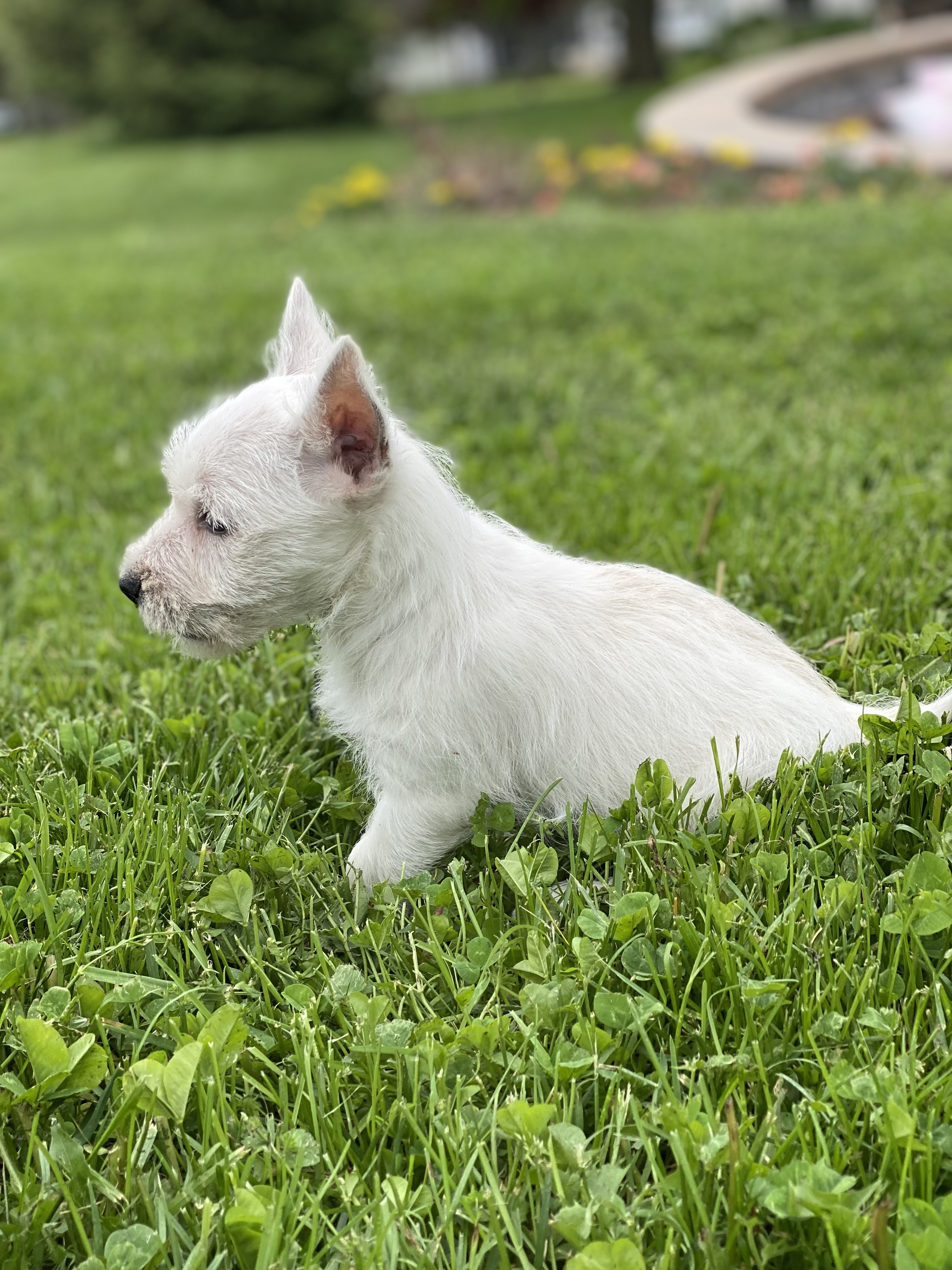 puppy, for, sale, West Highland White Terrier, Curtis  Martin, dog, breeder, Seneca Falls, NY, dog-breeder, puppy-for-sale, forsale, nearby, find, puppyfind, locator, puppylocator, aca