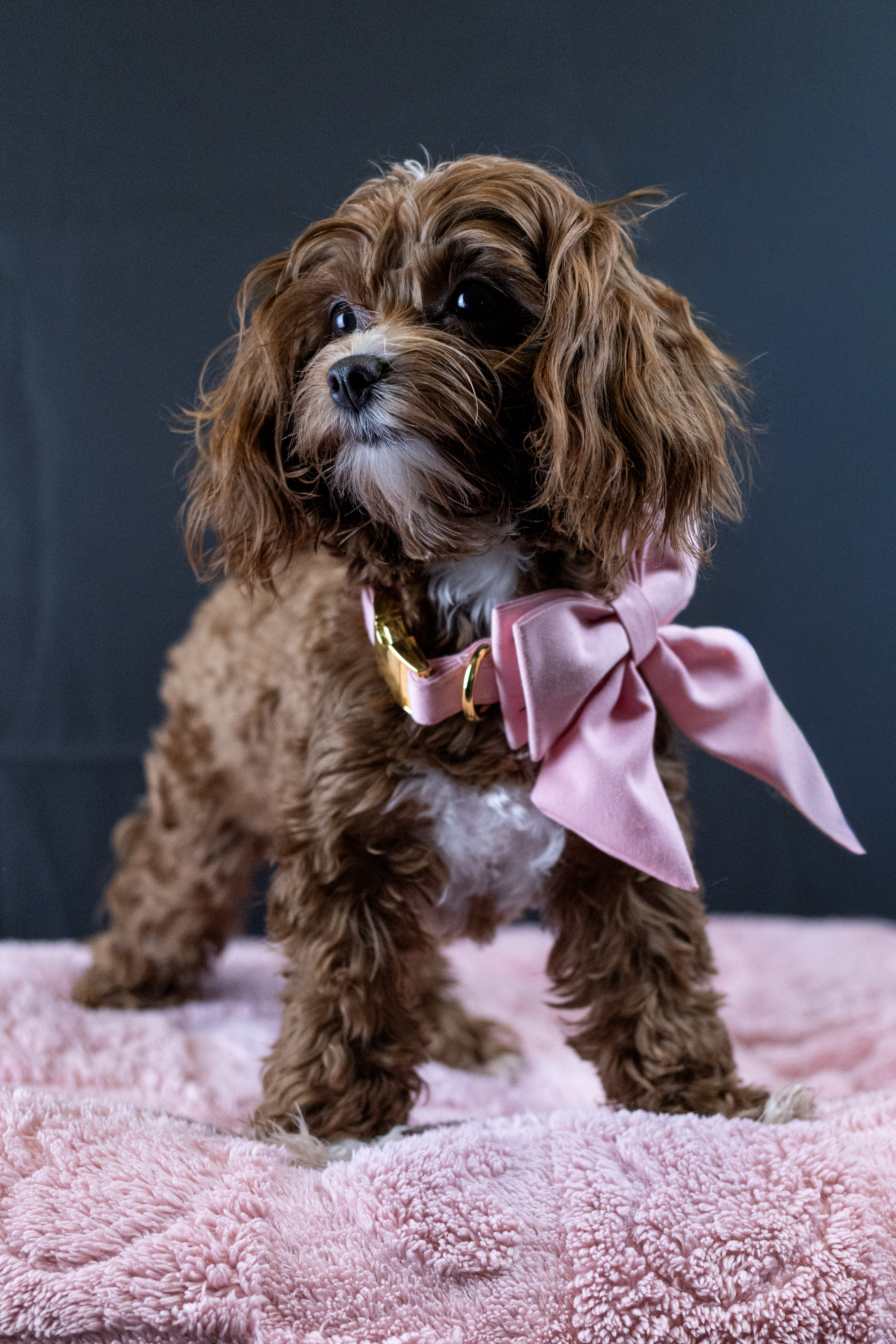 puppy, for, sale, Malti-Poos, Angel  Victor, dog, breeder, Brooklyn, NY, dog-breeder, puppy-for-sale, forsale, nearby, find, puppyfind, locator, puppylocator, aca