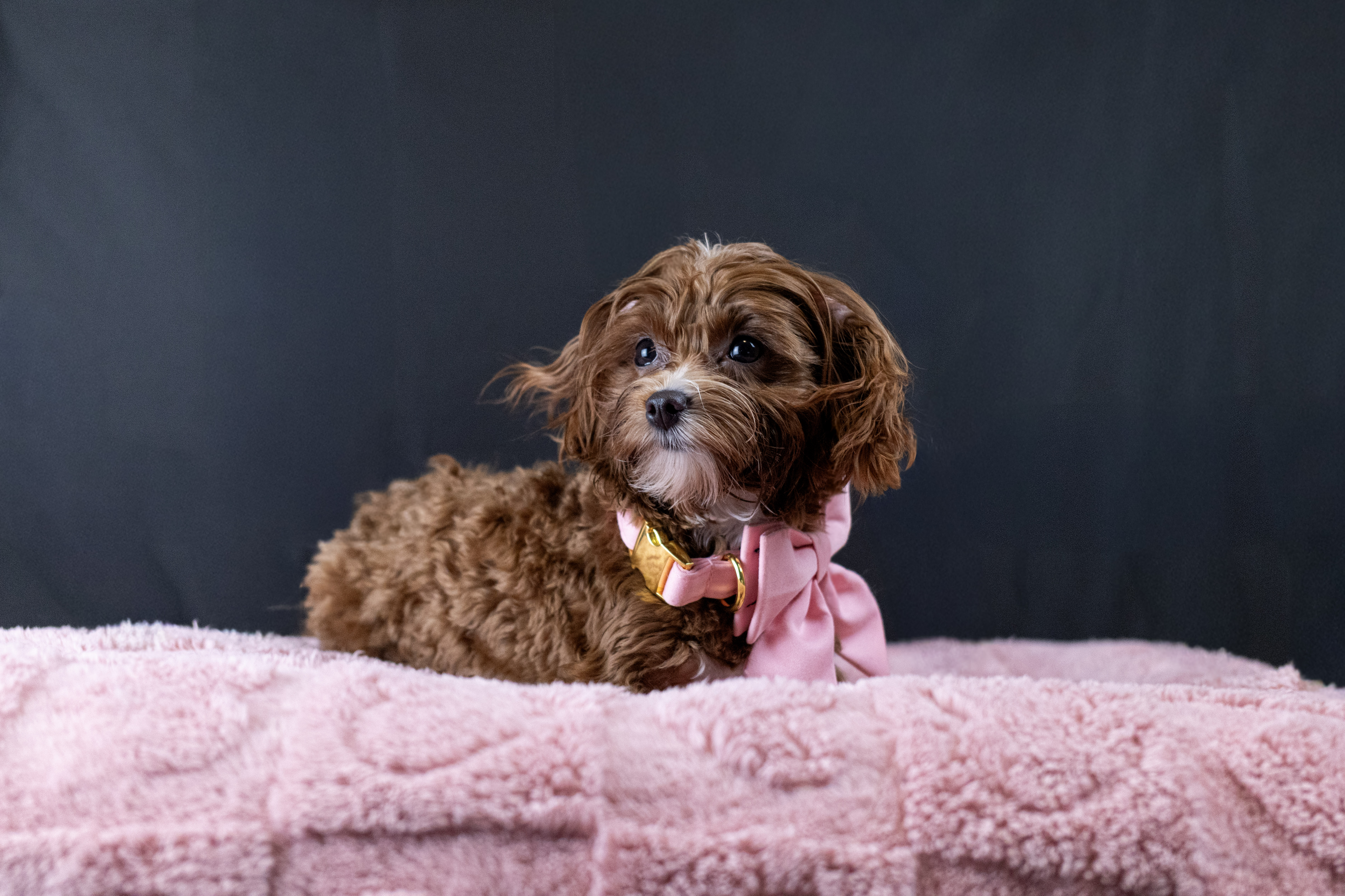 puppy, for, sale, Malti-Poos, Angel  Victor, dog, breeder, Brooklyn, NY, dog-breeder, puppy-for-sale, forsale, nearby, find, puppyfind, locator, puppylocator, aca