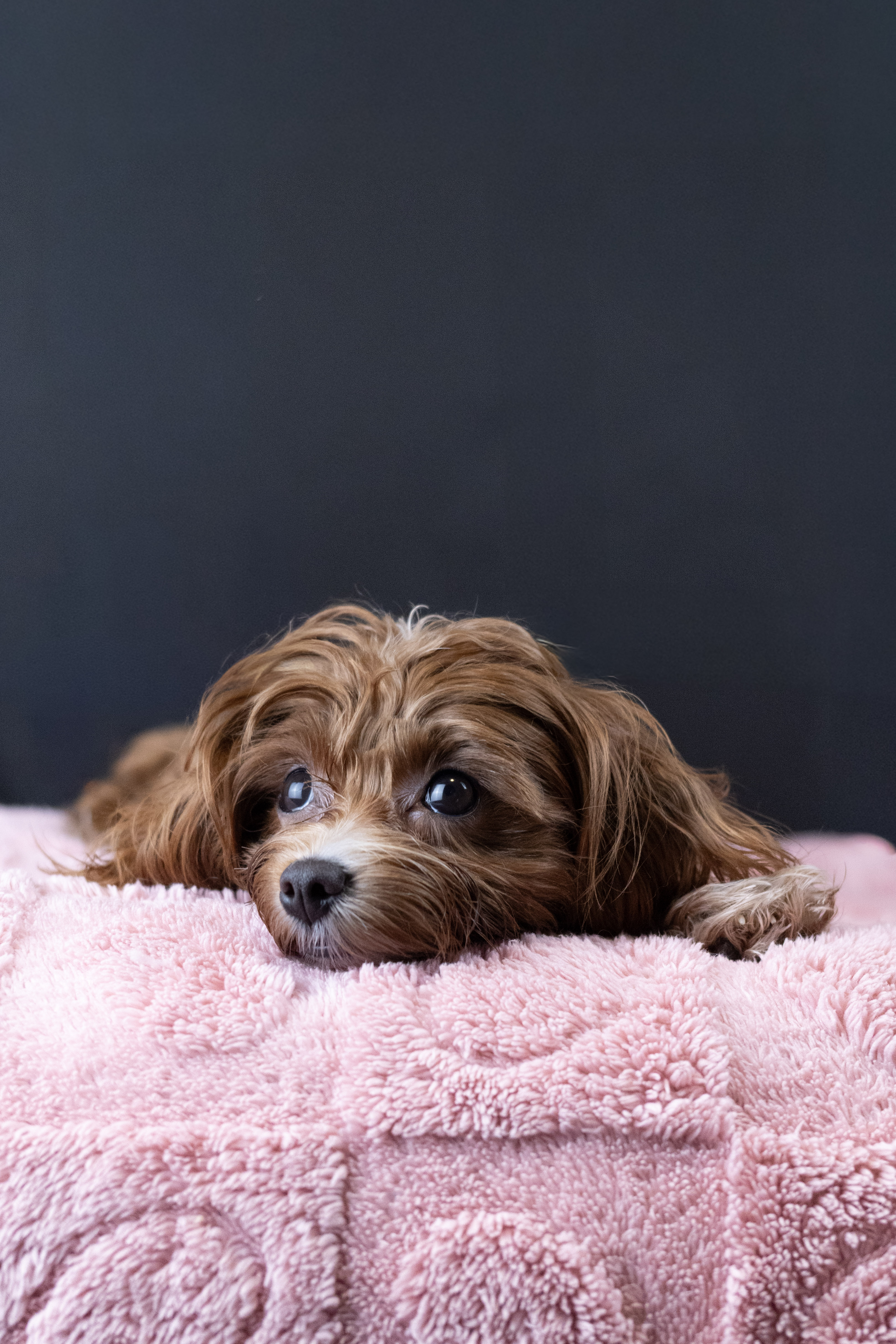puppy, for, sale, Malti-Poos, Angel  Victor, dog, breeder, Brooklyn, NY, dog-breeder, puppy-for-sale, forsale, nearby, find, puppyfind, locator, puppylocator, aca