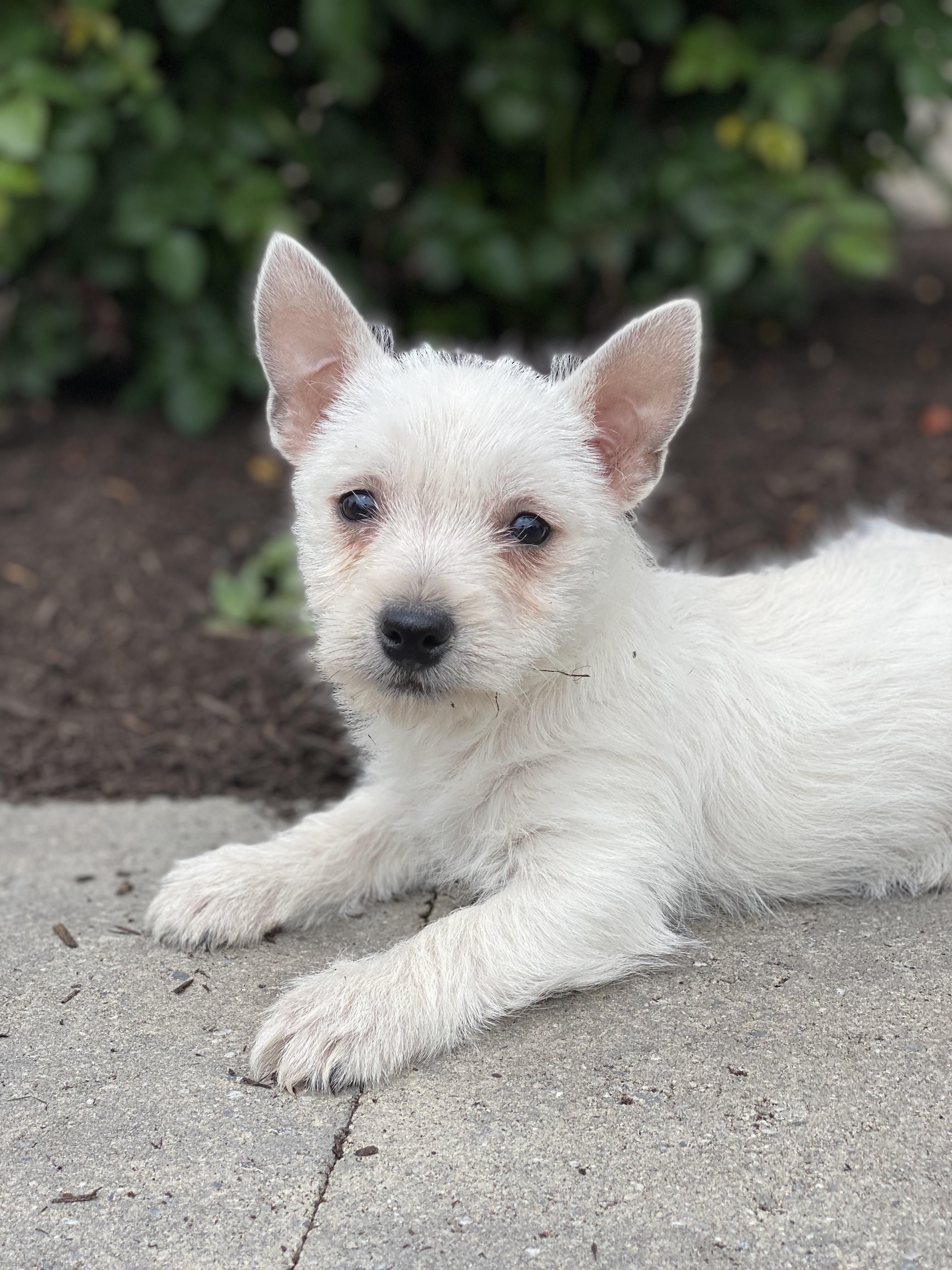 puppy, for, sale, West Highland White Terrier, Curtis  Martin, dog, breeder, Seneca Falls, NY, dog-breeder, puppy-for-sale, forsale, nearby, find, puppyfind, locator, puppylocator, aca