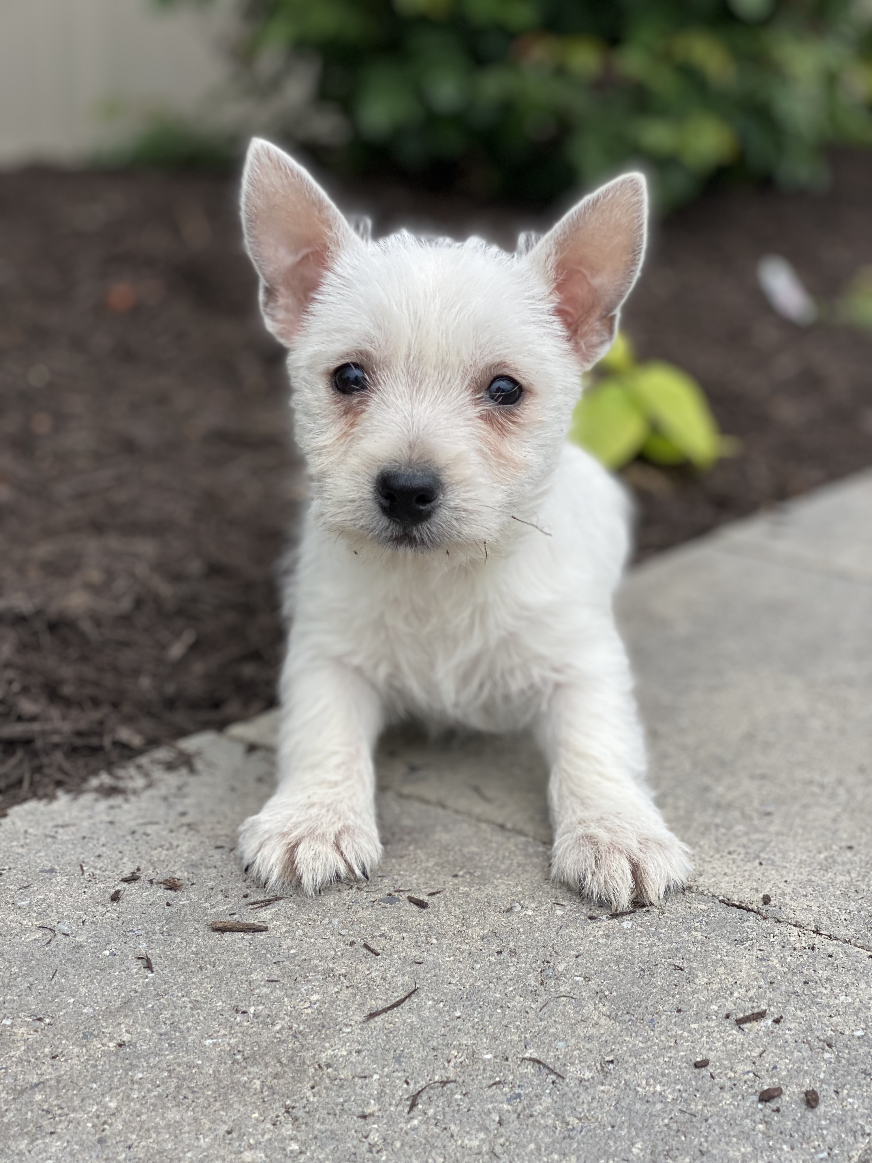 puppy, for, sale, West Highland White Terrier, Curtis  Martin, dog, breeder, Seneca Falls, NY, dog-breeder, puppy-for-sale, forsale, nearby, find, puppyfind, locator, puppylocator, aca