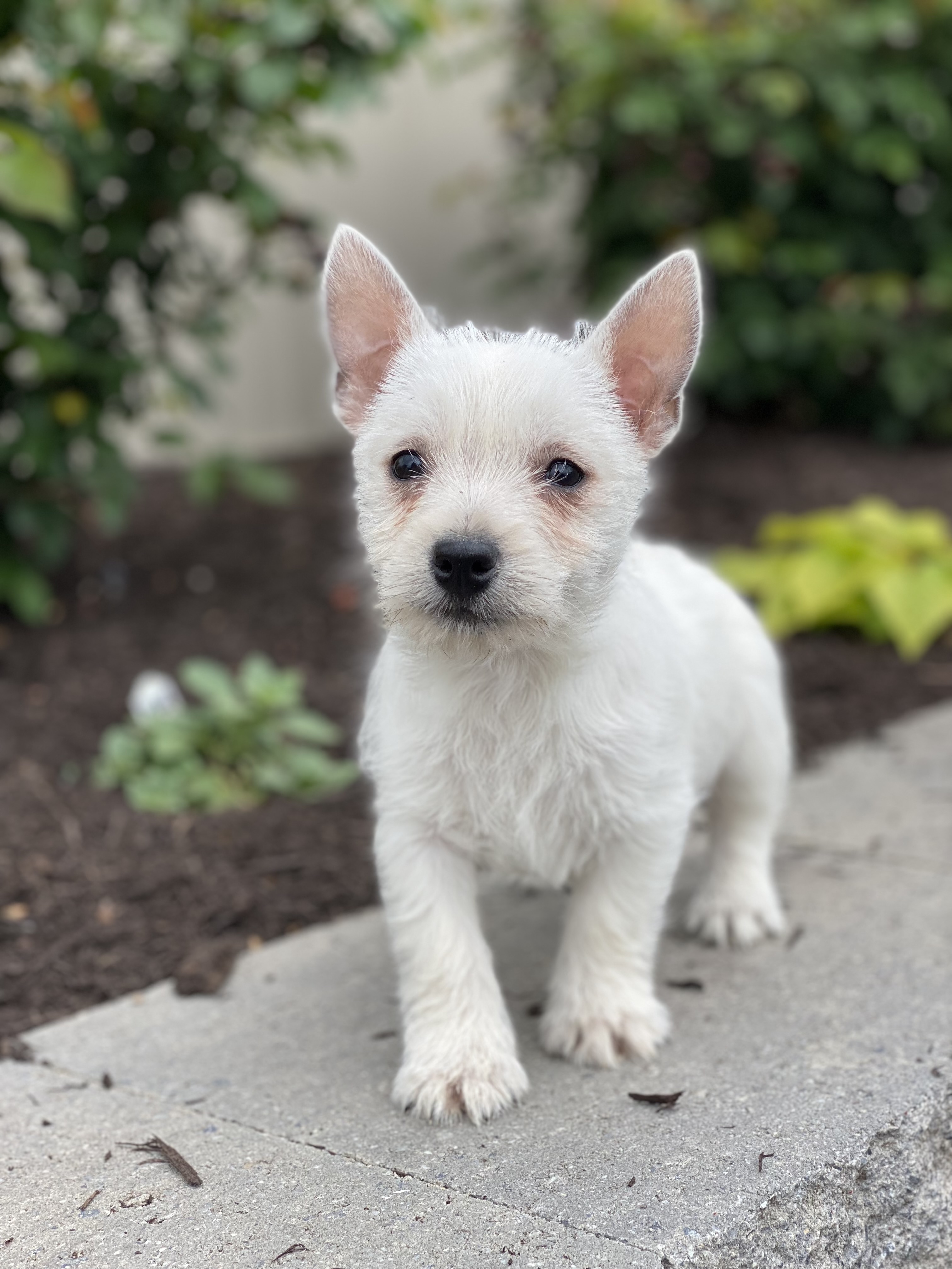 puppy, for, sale, West Highland White Terrier, Curtis  Martin, dog, breeder, Seneca Falls, NY, dog-breeder, puppy-for-sale, forsale, nearby, find, puppyfind, locator, puppylocator, aca