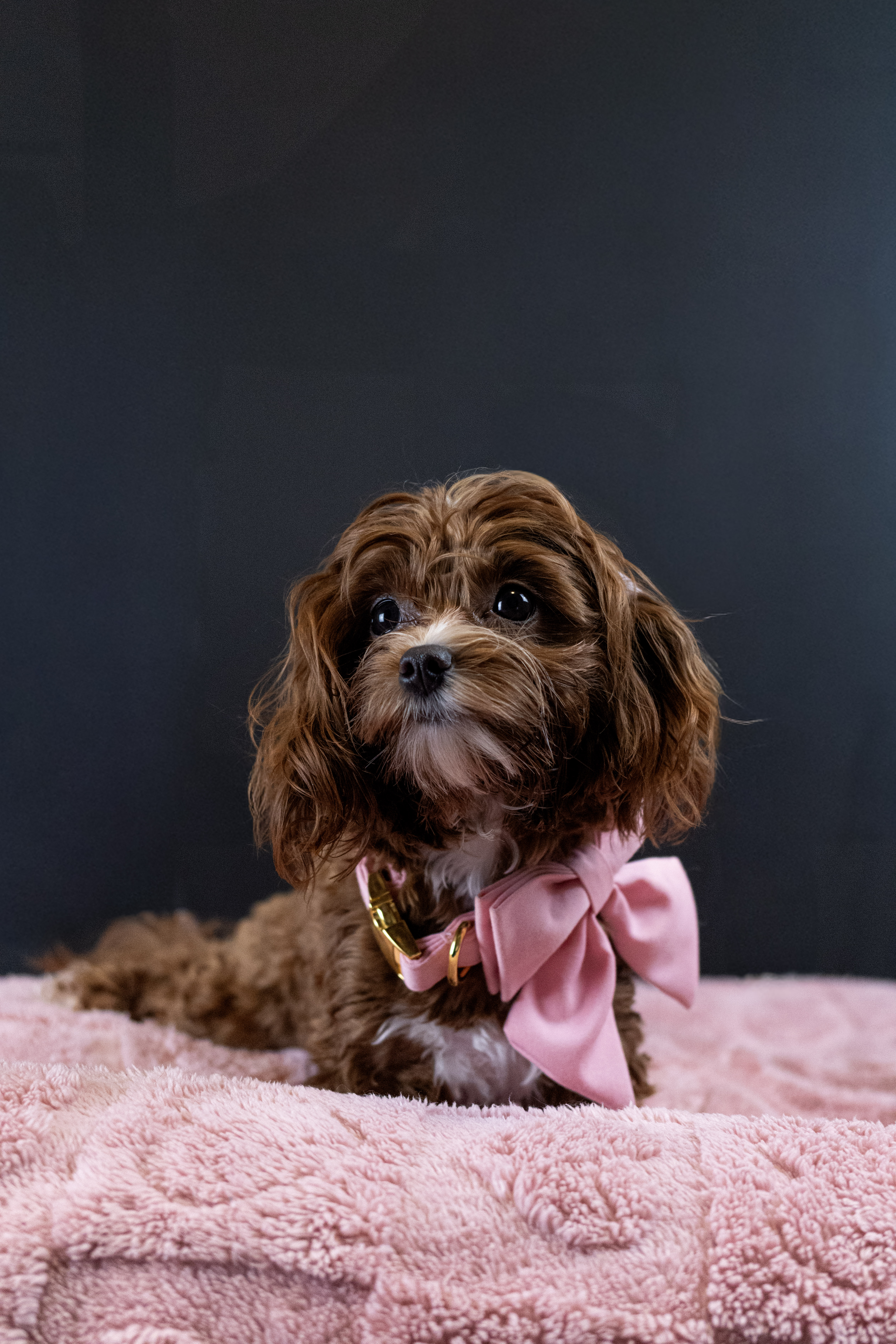 puppy, for, sale, Malti-Poos, Angel  Victor, dog, breeder, Brooklyn, NY, dog-breeder, puppy-for-sale, forsale, nearby, find, puppyfind, locator, puppylocator, aca