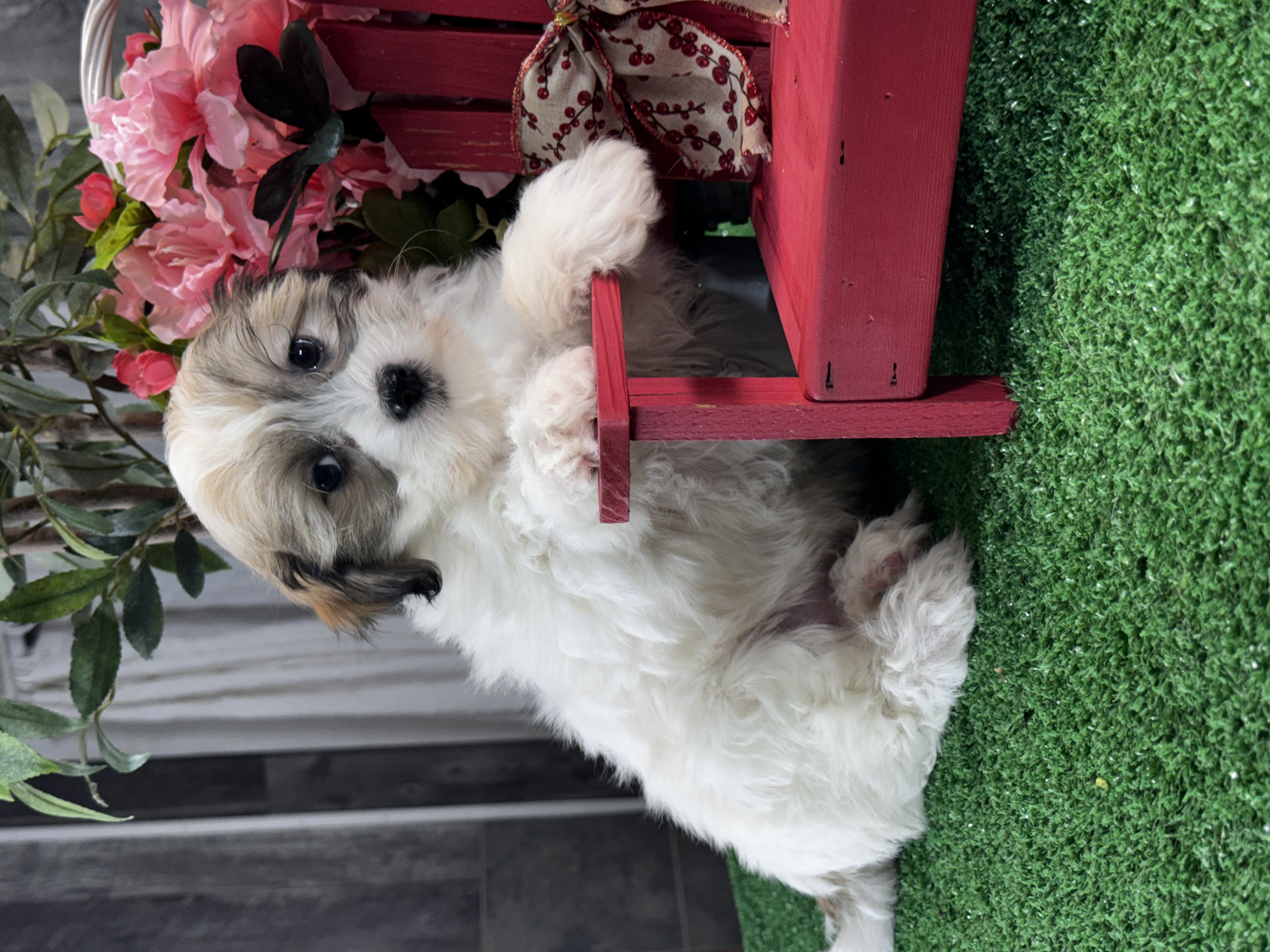 puppy, for, sale, Shihchon, Curtis  Martin, dog, breeder, Seneca Falls, NY, dog-breeder, puppy-for-sale, forsale, nearby, find, puppyfind, locator, puppylocator, aca