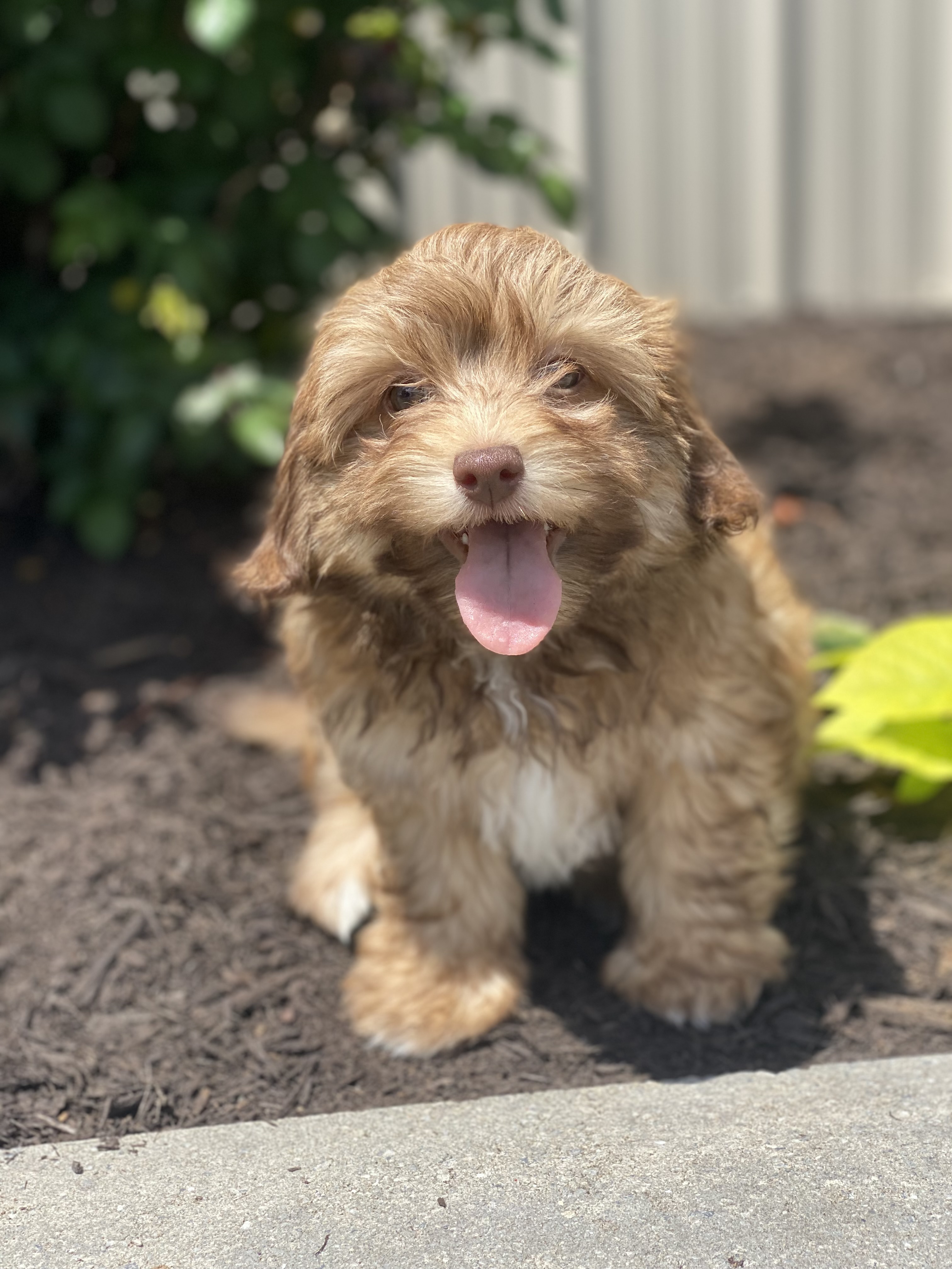 puppy, for, sale, Havanese, Curtis  Martin, dog, breeder, Seneca Falls, NY, dog-breeder, puppy-for-sale, forsale, nearby, find, puppyfind, locator, puppylocator, aca
