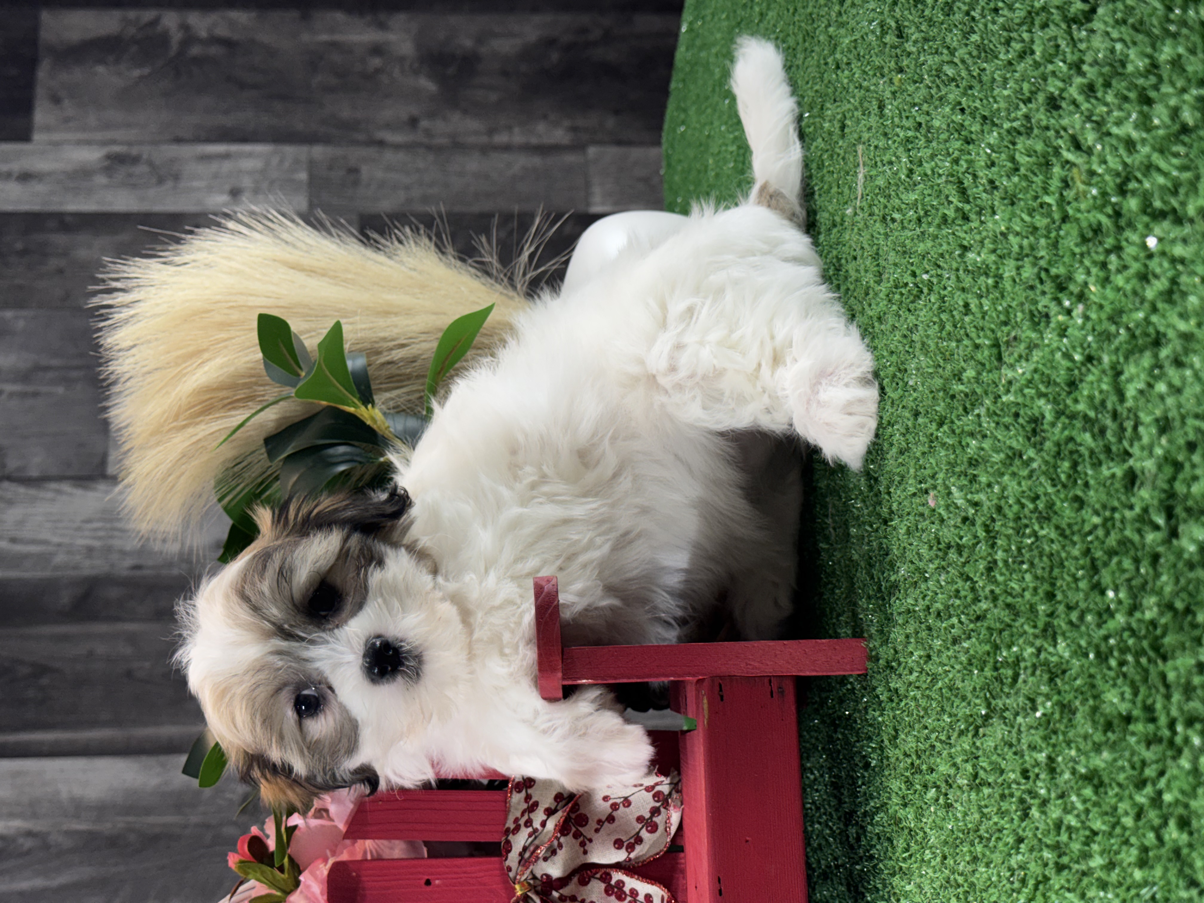 puppy, for, sale, Shihchon, Curtis  Martin, dog, breeder, Seneca Falls, NY, dog-breeder, puppy-for-sale, forsale, nearby, find, puppyfind, locator, puppylocator, aca