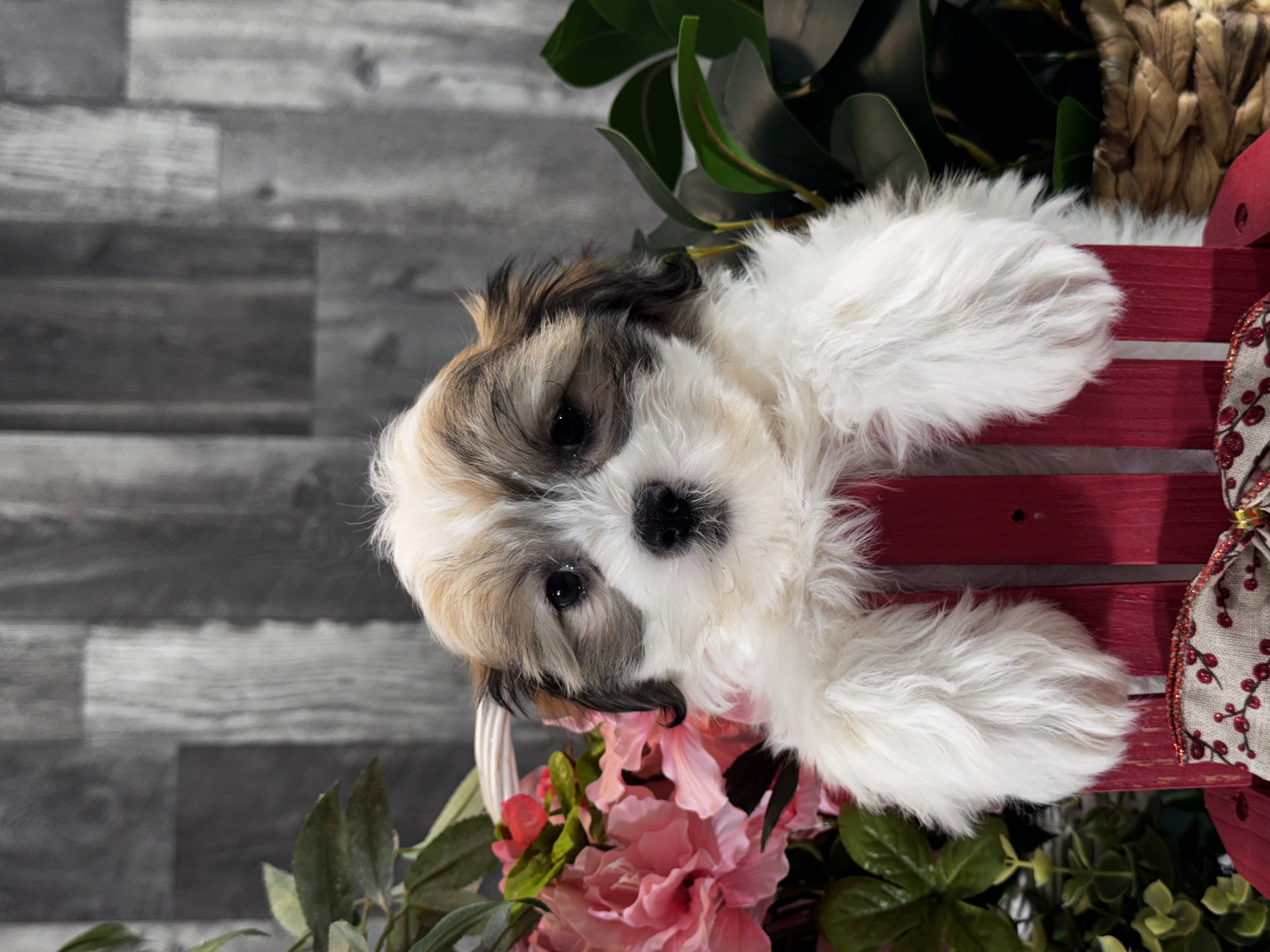 puppy, for, sale, Shihchon, Curtis  Martin, dog, breeder, Seneca Falls, NY, dog-breeder, puppy-for-sale, forsale, nearby, find, puppyfind, locator, puppylocator, aca