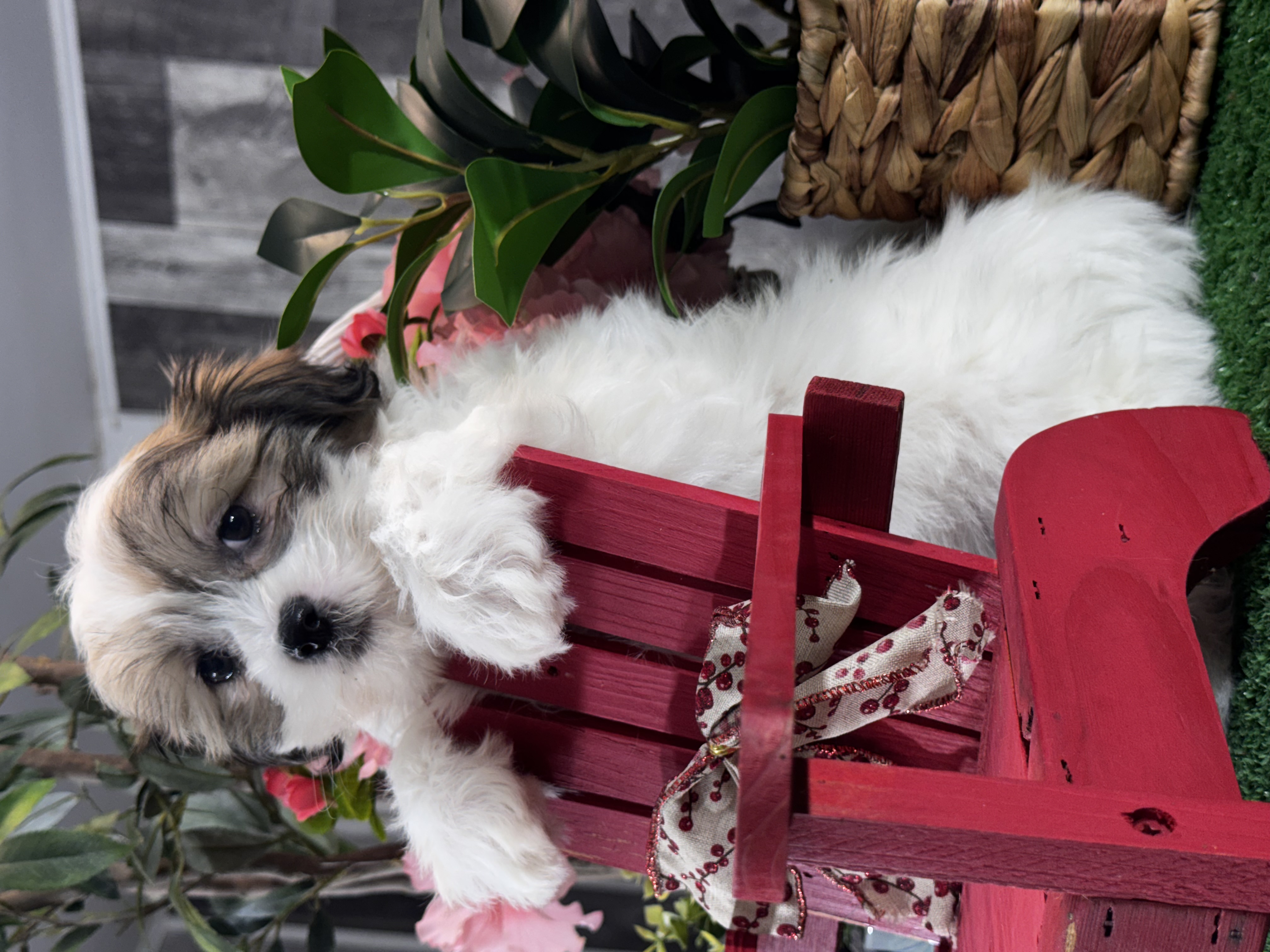 puppy, for, sale, Shihchon, Curtis  Martin, dog, breeder, Seneca Falls, NY, dog-breeder, puppy-for-sale, forsale, nearby, find, puppyfind, locator, puppylocator, aca