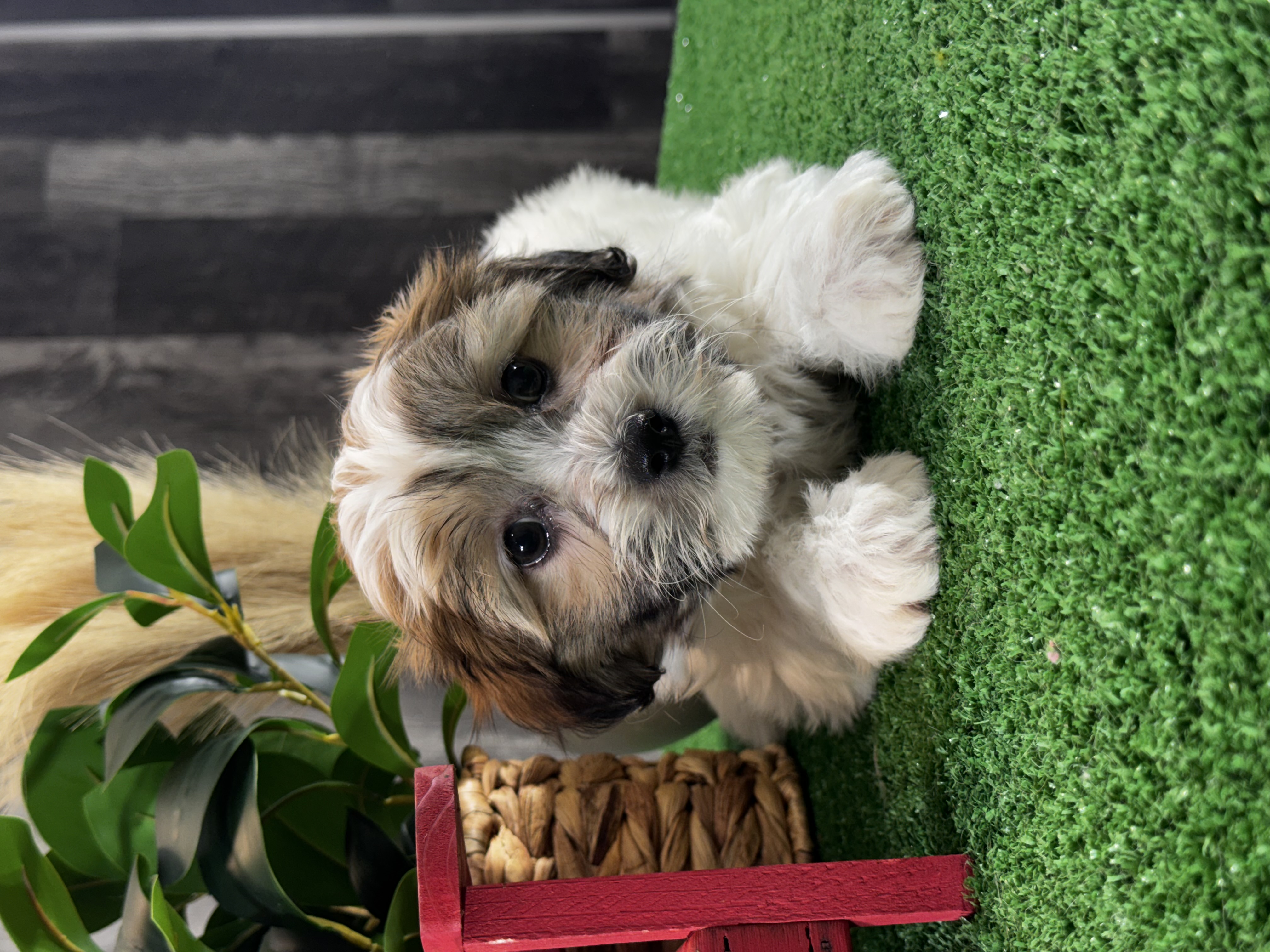 puppy, for, sale, Shihchon, Curtis  Martin, dog, breeder, Seneca Falls, NY, dog-breeder, puppy-for-sale, forsale, nearby, find, puppyfind, locator, puppylocator, aca
