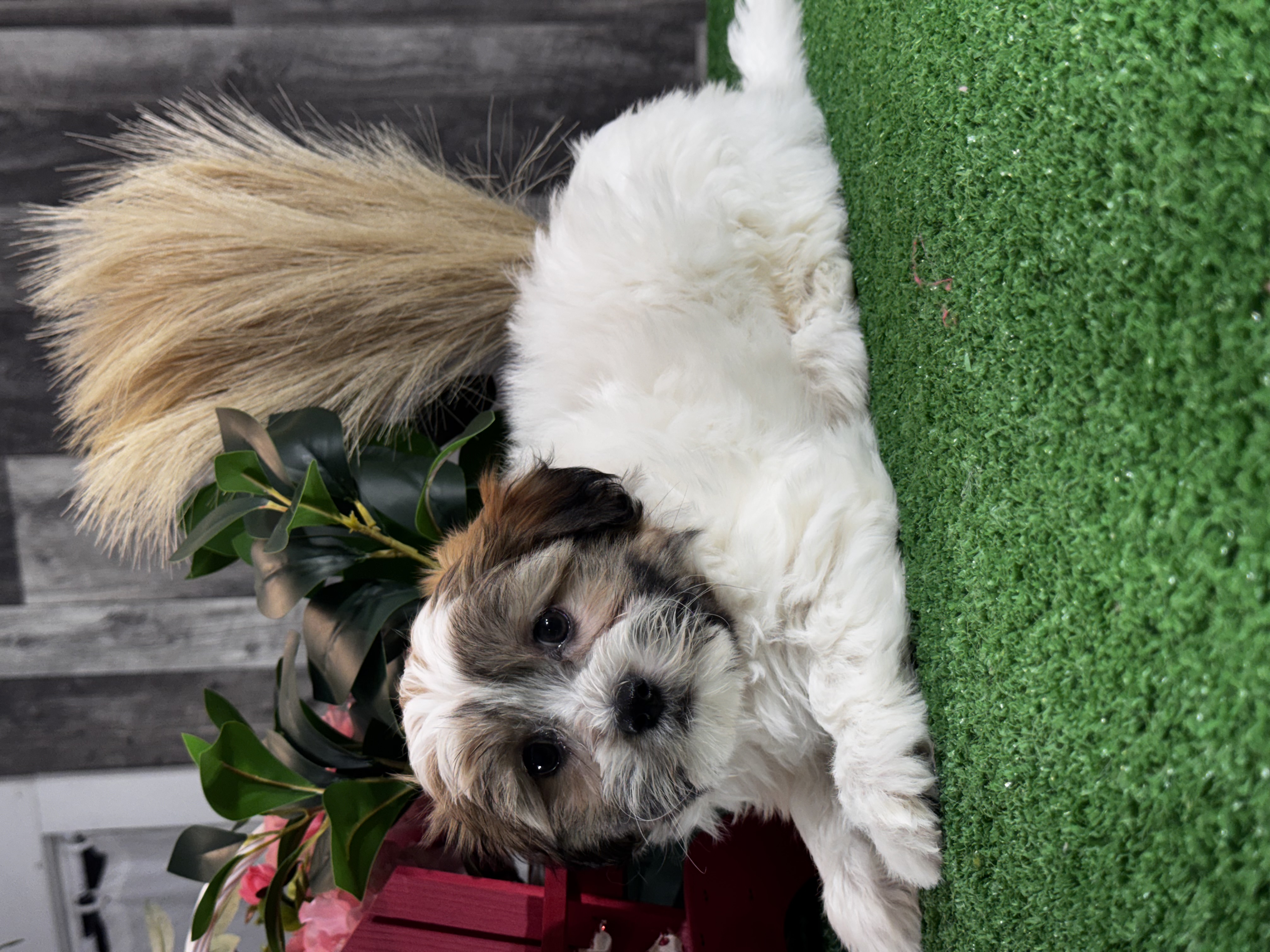 puppy, for, sale, Shihchon, Curtis  Martin, dog, breeder, Seneca Falls, NY, dog-breeder, puppy-for-sale, forsale, nearby, find, puppyfind, locator, puppylocator, aca