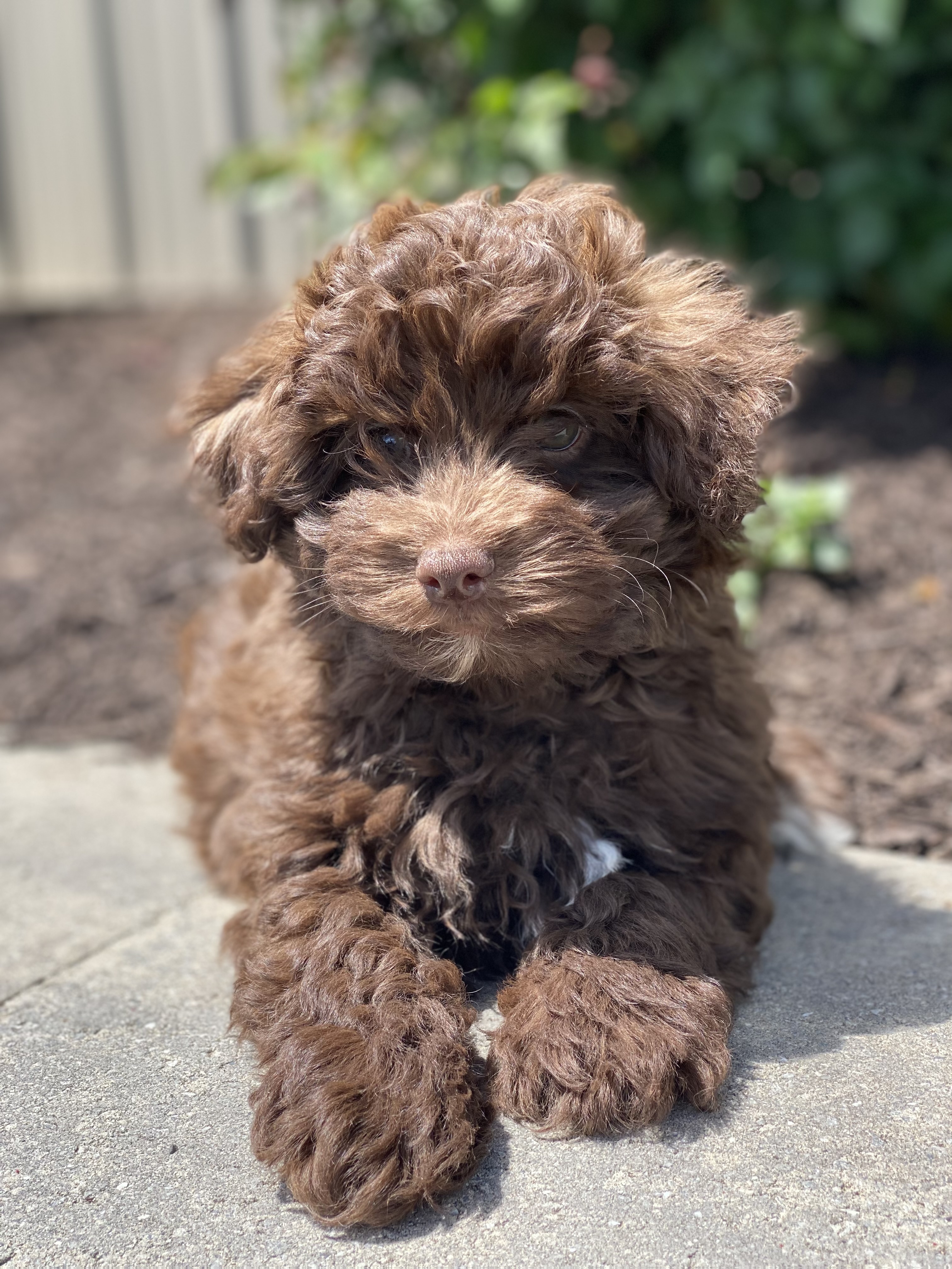 puppy, for, sale, Havanese, Curtis  Martin, dog, breeder, Seneca Falls, NY, dog-breeder, puppy-for-sale, forsale, nearby, find, puppyfind, locator, puppylocator, aca