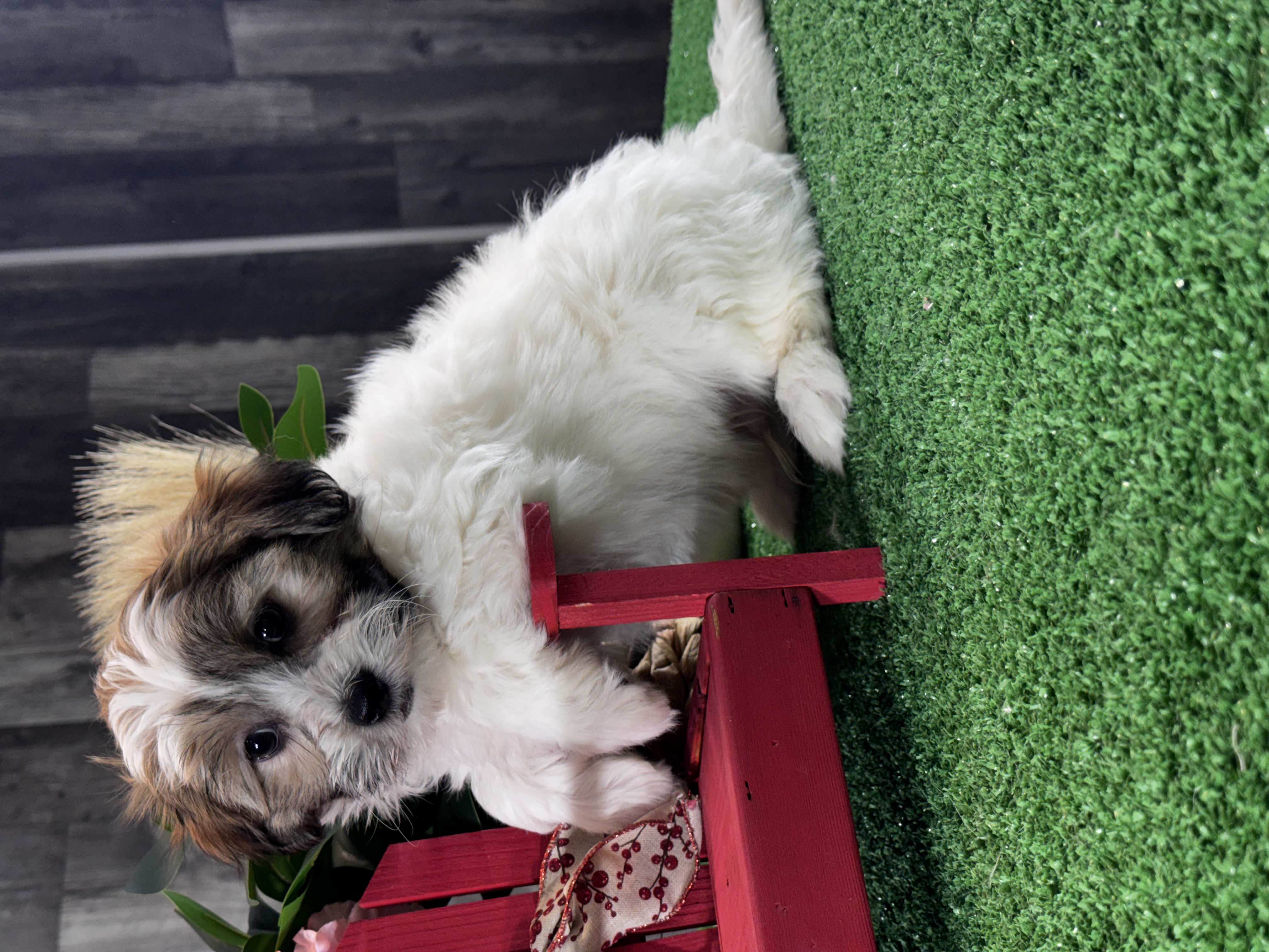 puppy, for, sale, Shihchon, Curtis  Martin, dog, breeder, Seneca Falls, NY, dog-breeder, puppy-for-sale, forsale, nearby, find, puppyfind, locator, puppylocator, aca