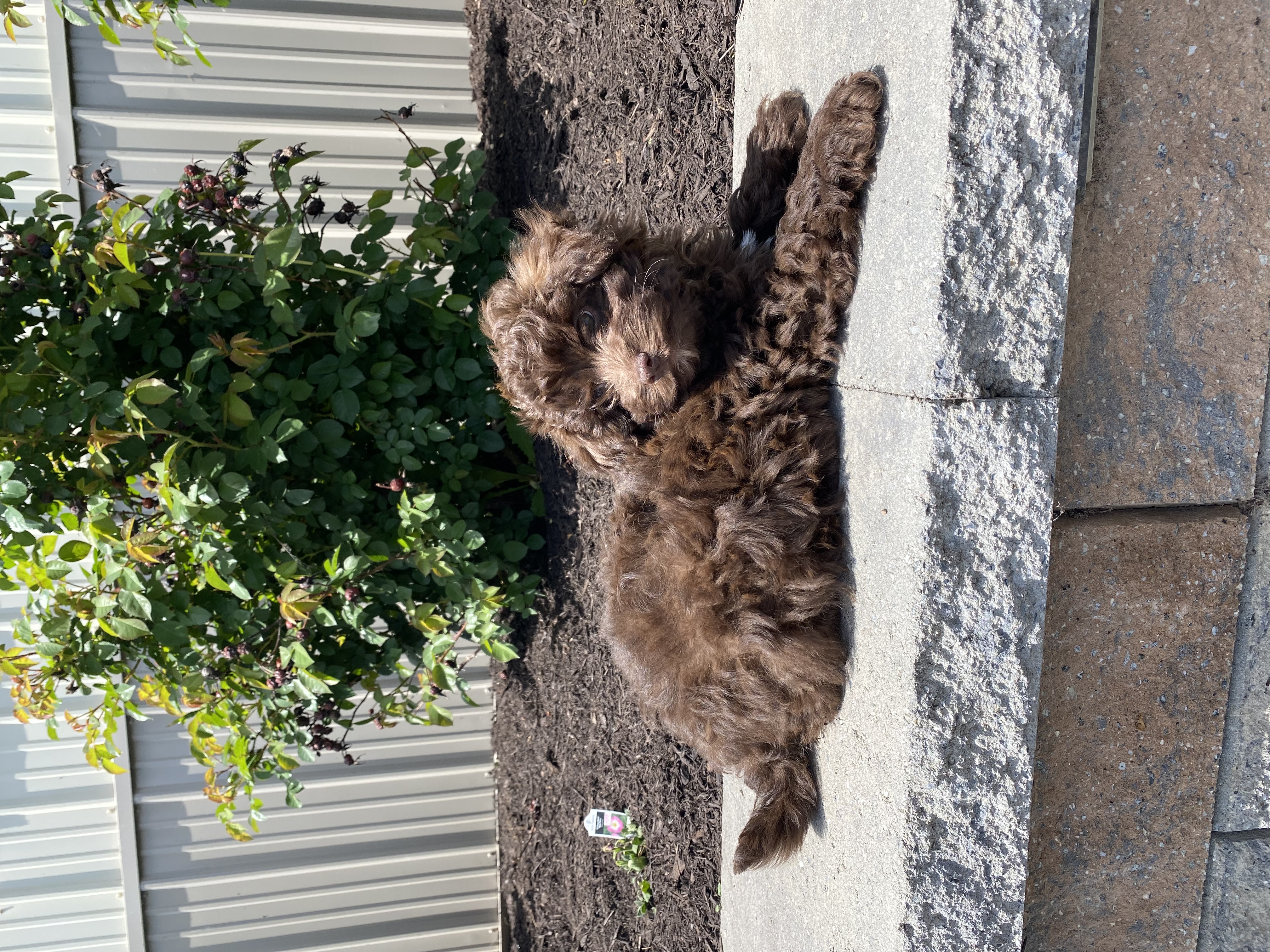 puppy, for, sale, Havanese, Curtis  Martin, dog, breeder, Seneca Falls, NY, dog-breeder, puppy-for-sale, forsale, nearby, find, puppyfind, locator, puppylocator, aca