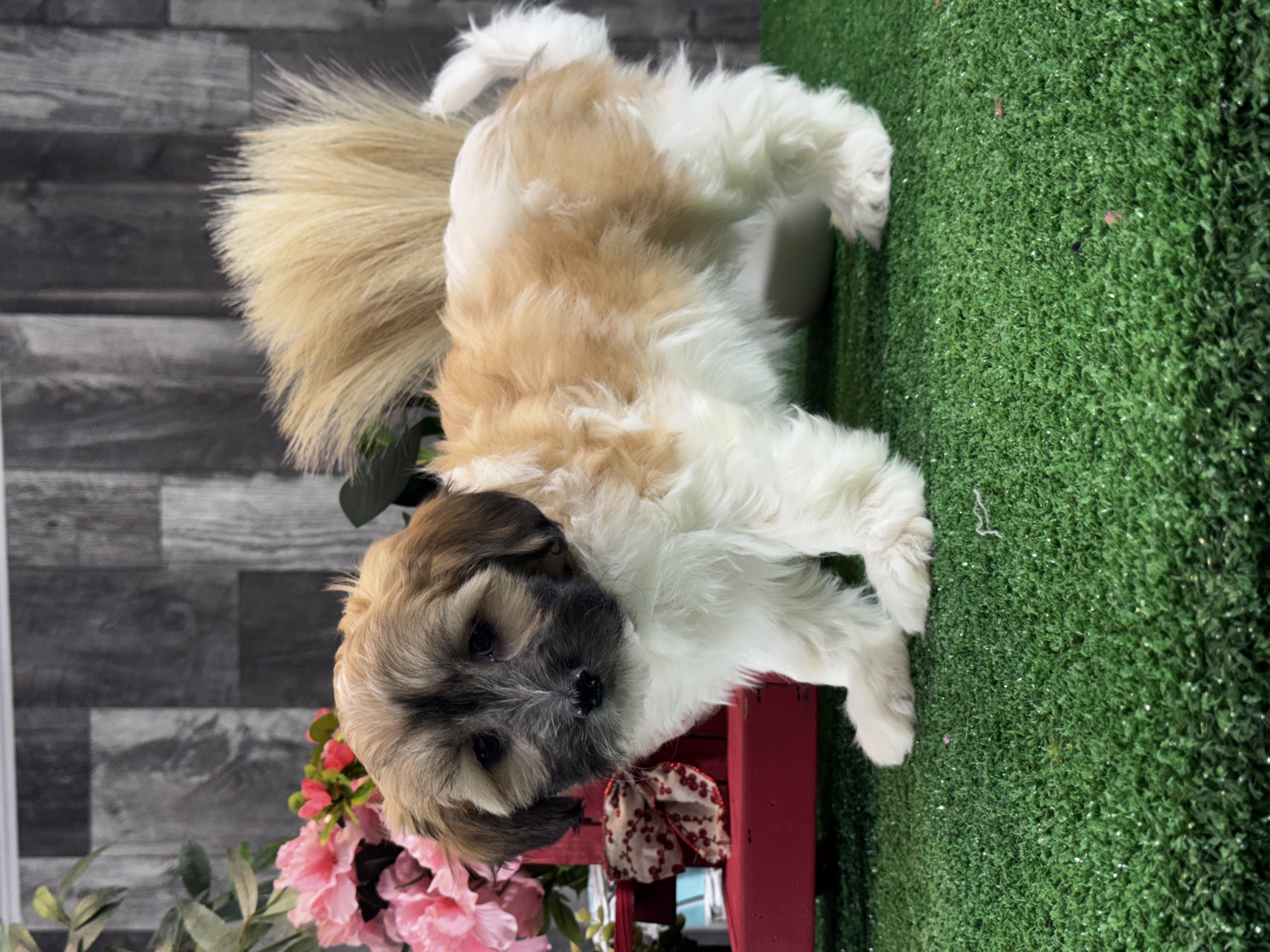 puppy, for, sale, Shihchon, Curtis  Martin, dog, breeder, Seneca Falls, NY, dog-breeder, puppy-for-sale, forsale, nearby, find, puppyfind, locator, puppylocator, aca