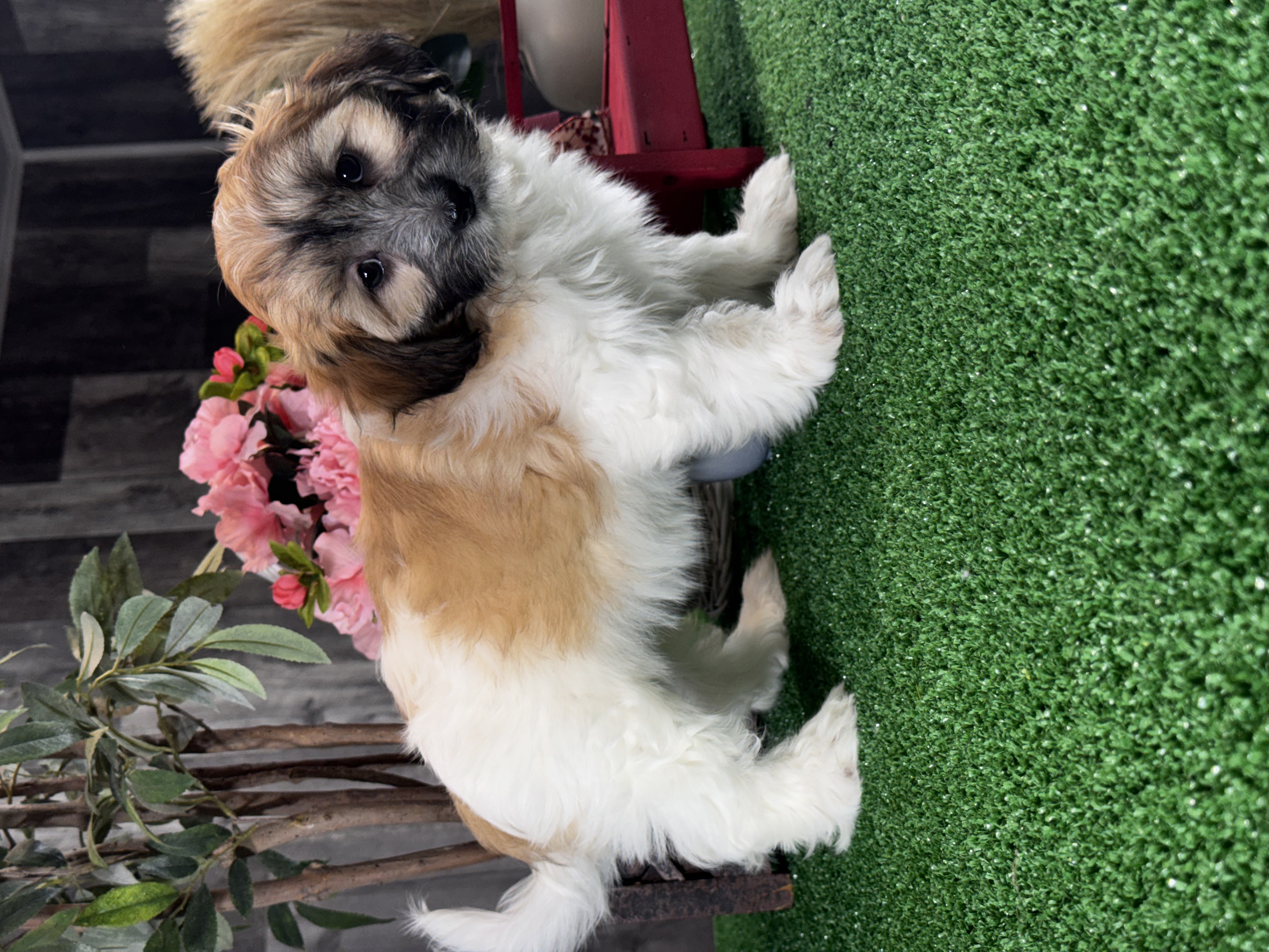 puppy, for, sale, Shihchon, Curtis  Martin, dog, breeder, Seneca Falls, NY, dog-breeder, puppy-for-sale, forsale, nearby, find, puppyfind, locator, puppylocator, aca