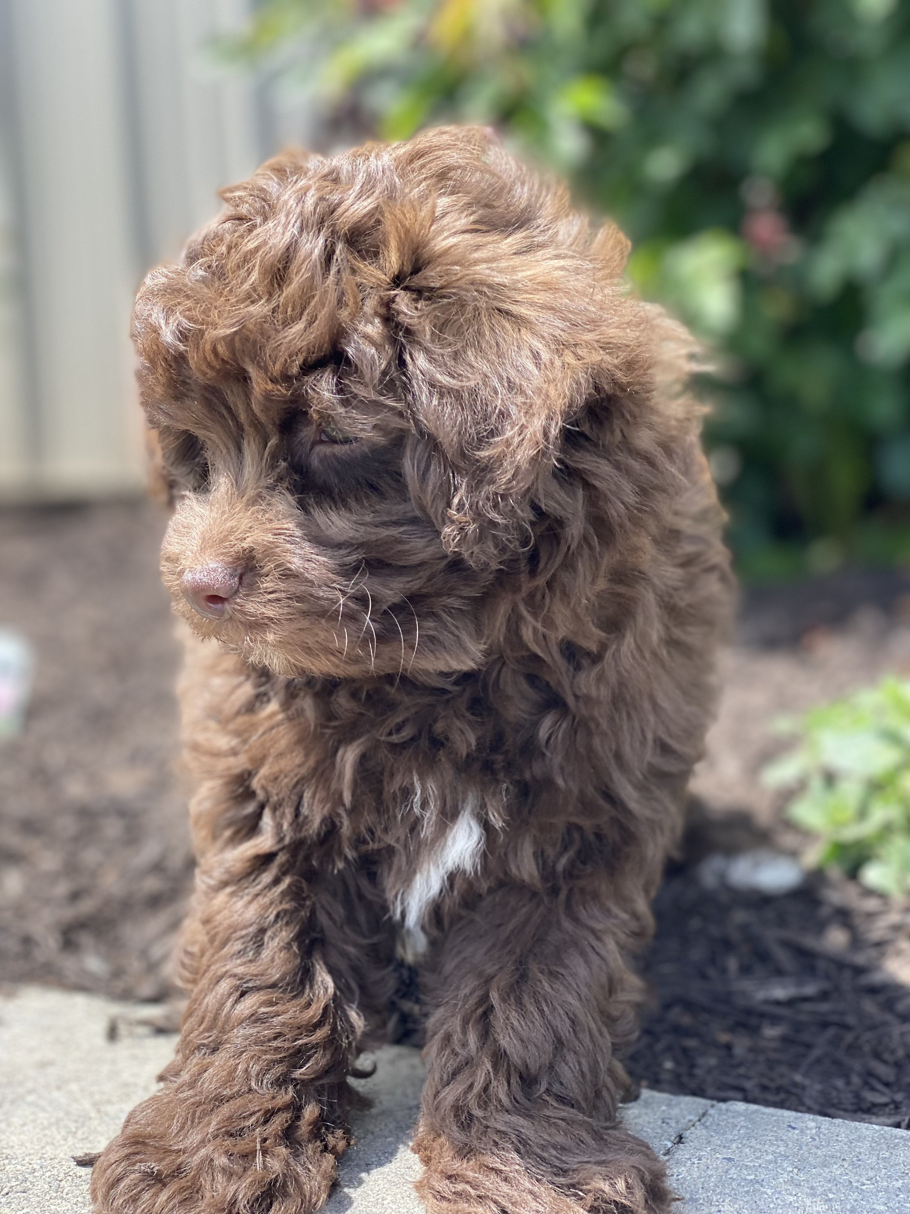 puppy, for, sale, Havanese, Curtis  Martin, dog, breeder, Seneca Falls, NY, dog-breeder, puppy-for-sale, forsale, nearby, find, puppyfind, locator, puppylocator, aca