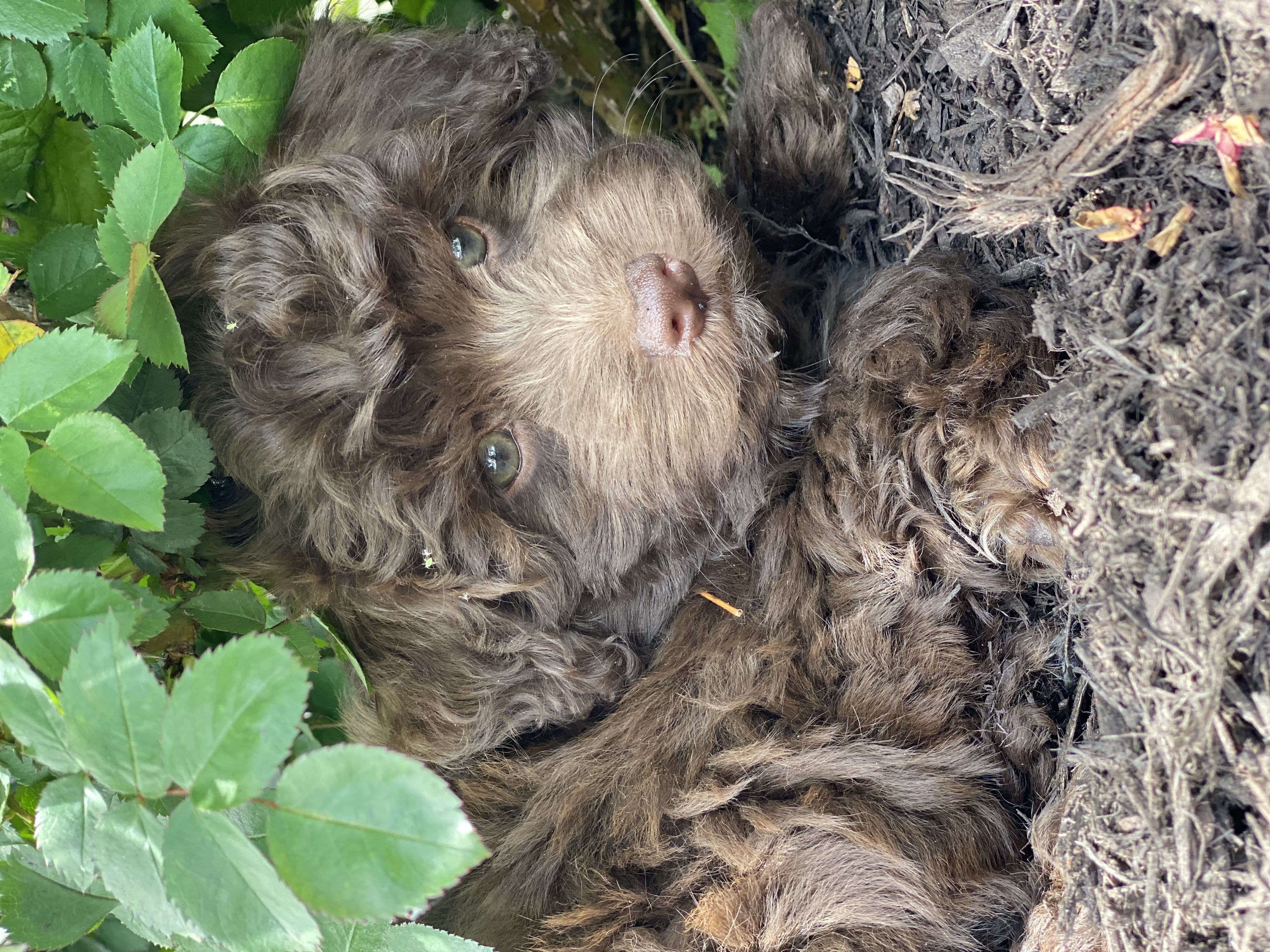 puppy, for, sale, Havanese, Curtis  Martin, dog, breeder, Seneca Falls, NY, dog-breeder, puppy-for-sale, forsale, nearby, find, puppyfind, locator, puppylocator, aca